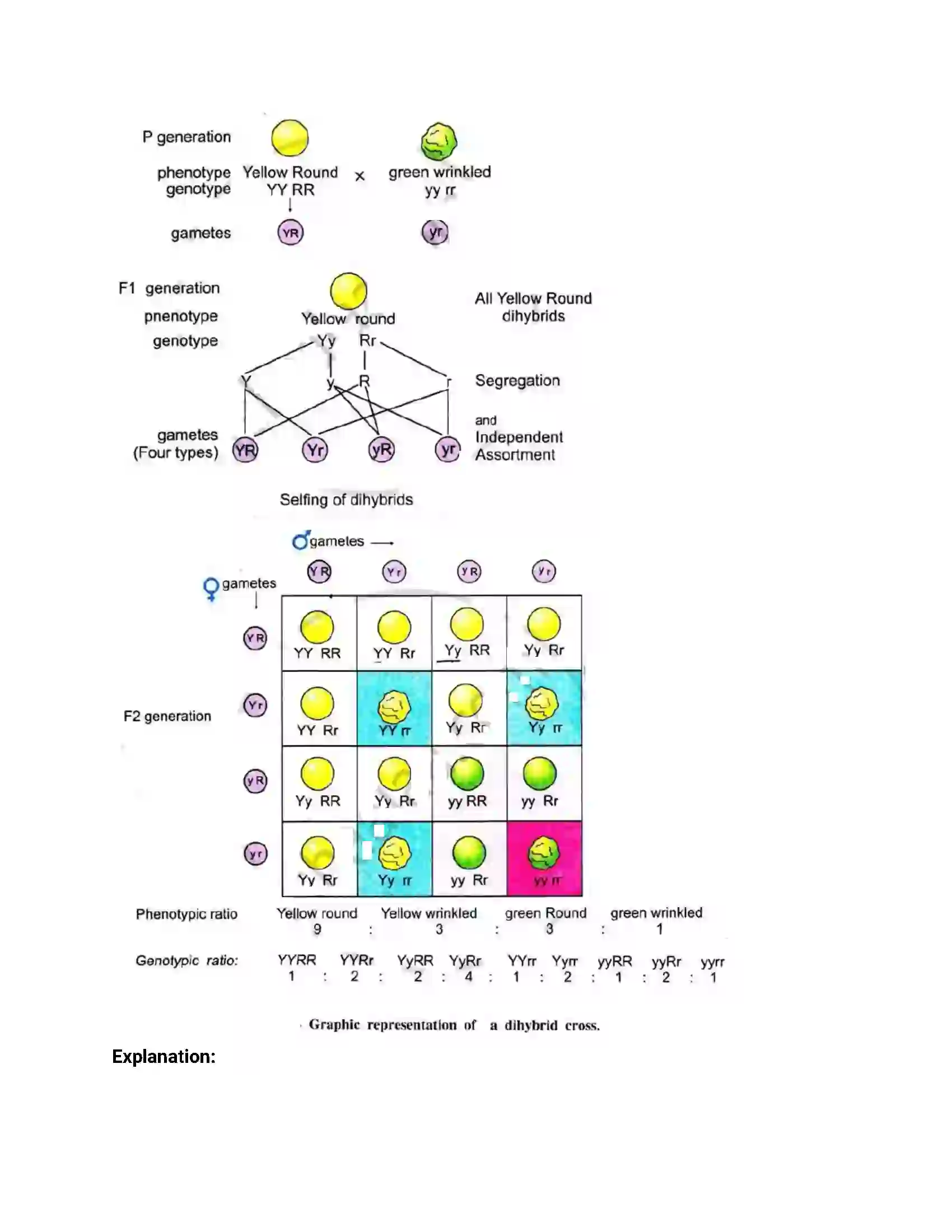 Maharashtra Board Class 12th 2014 Biology - March 2014 Previous Year Paper 9