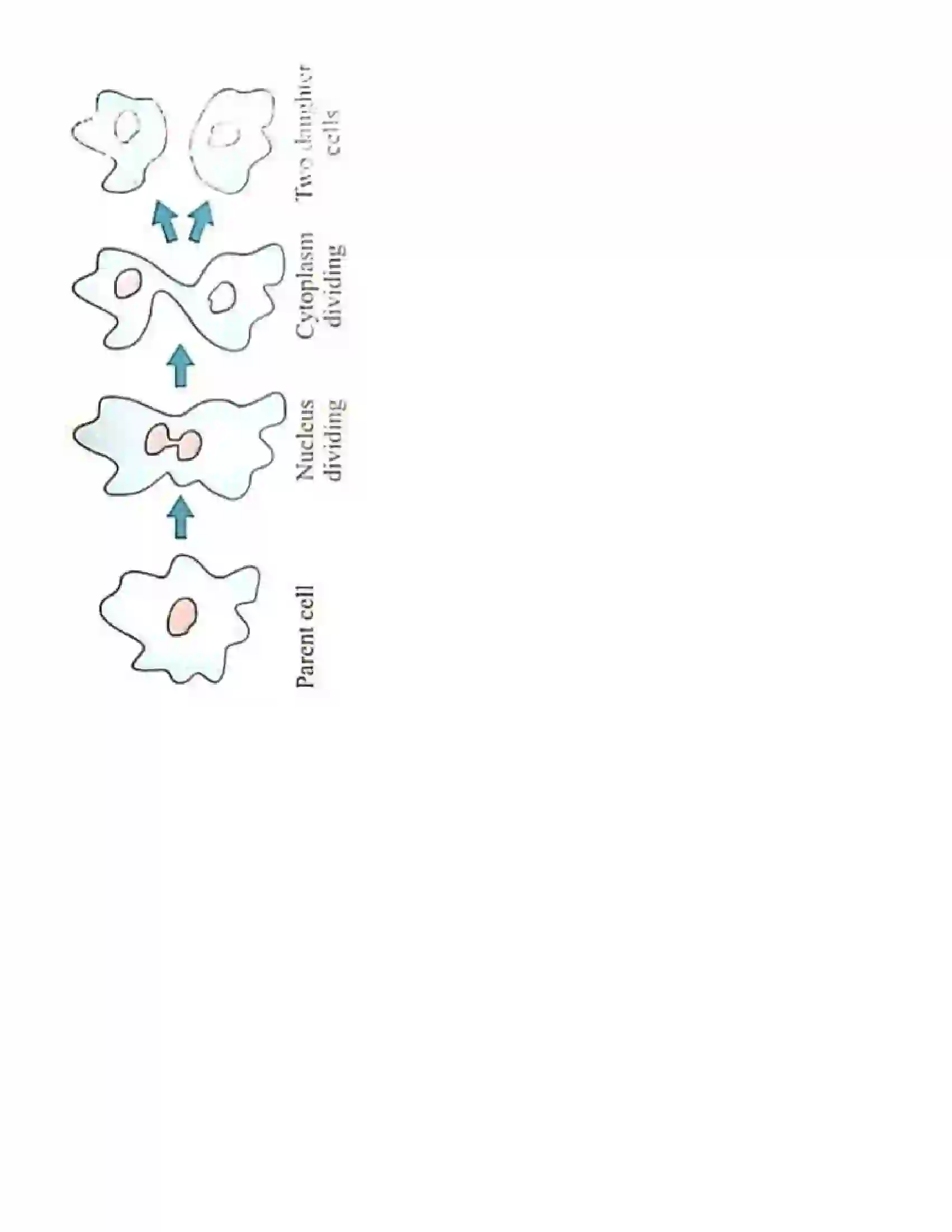 Maharashtra Board Class 10th Science Part - 2 Life Processes in Living Organisms Part -2 Revision Note 2