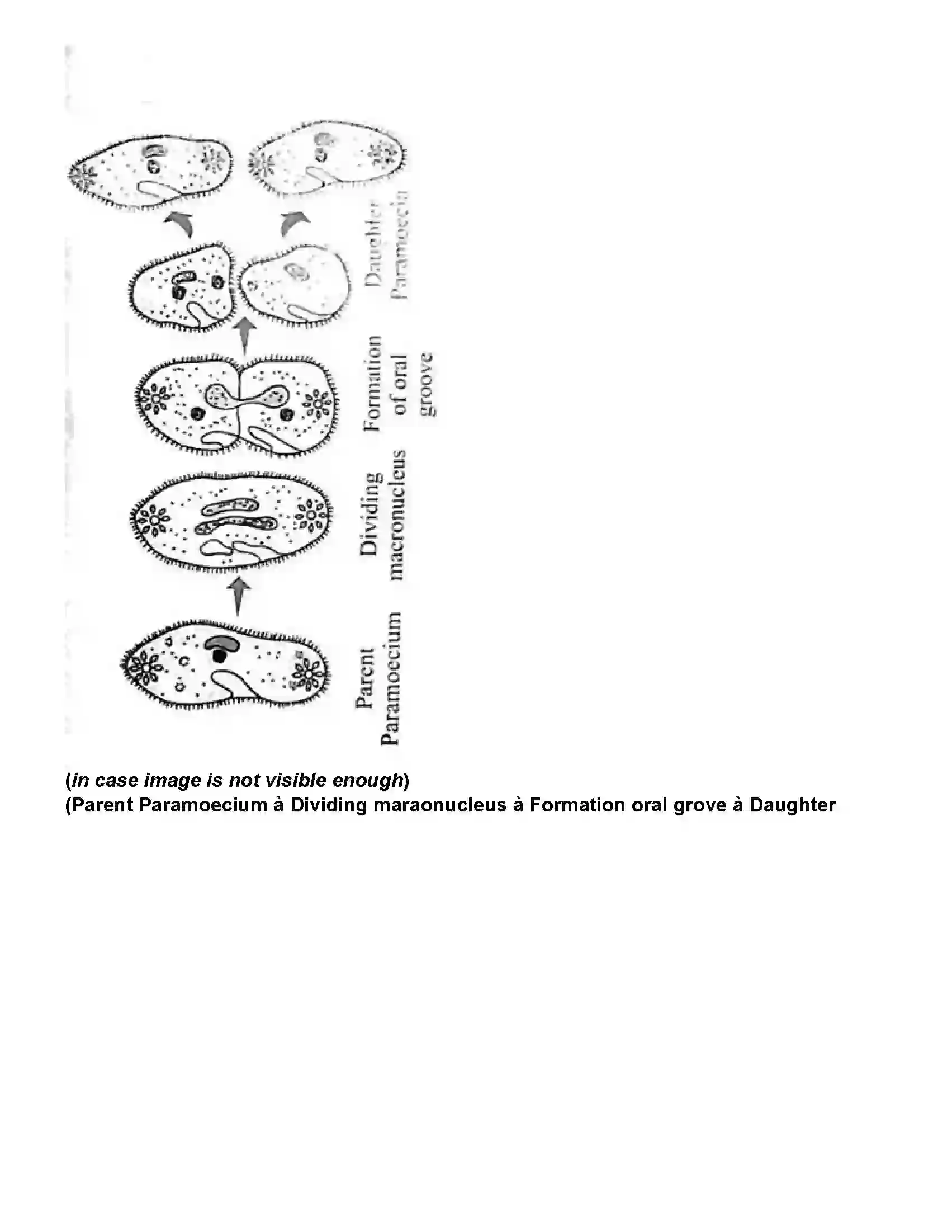 Maharashtra Board Class 10th Science Part - 2 Life Processes in Living Organisms Part -2 Revision Note 3