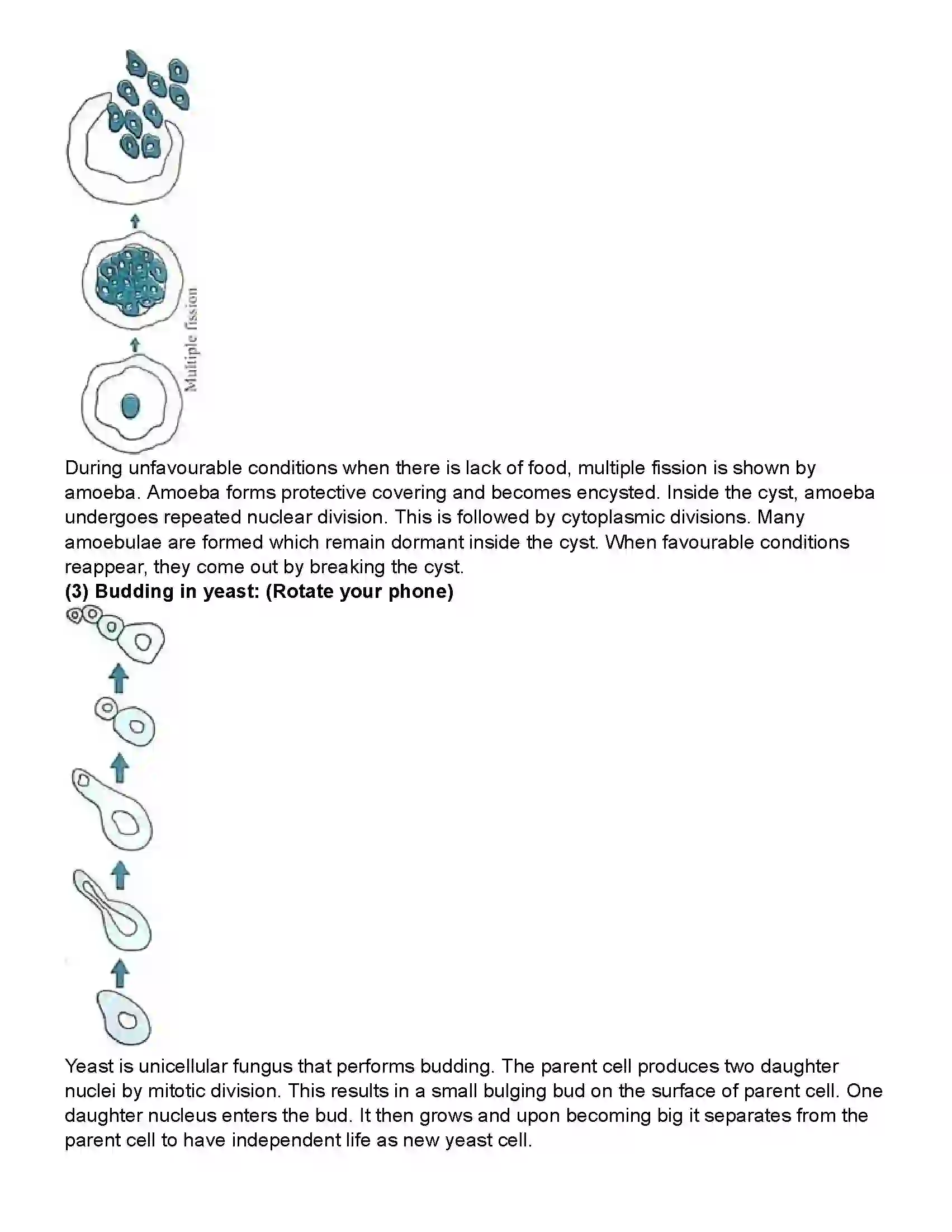 Maharashtra Board Class 10th Science Part - 2 Life Processes in Living Organisms Part -2 Revision Note 5