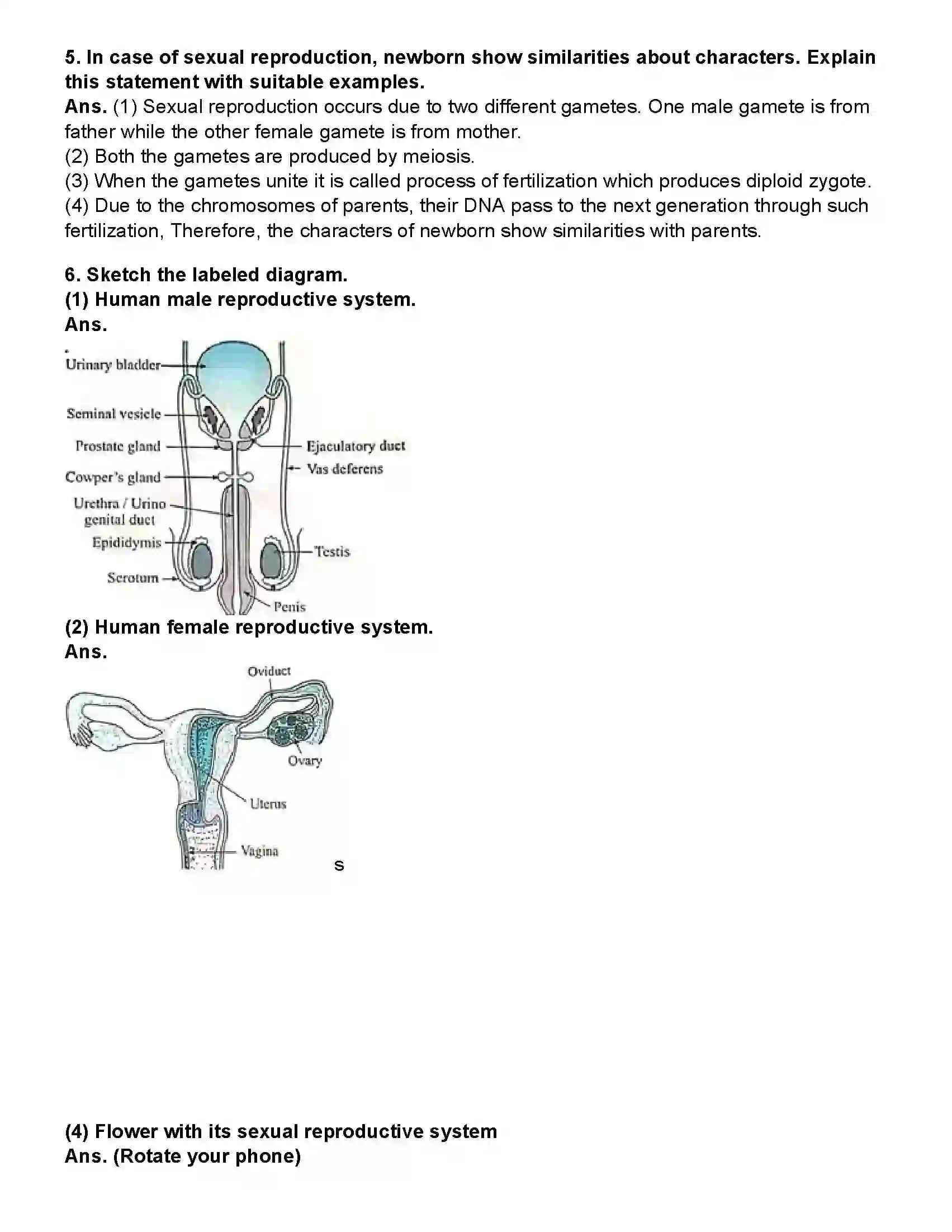 Maharashtra Board Class 10th Science Part - 2 Life Processes in Living Organisms Part -2 Revision Note 7