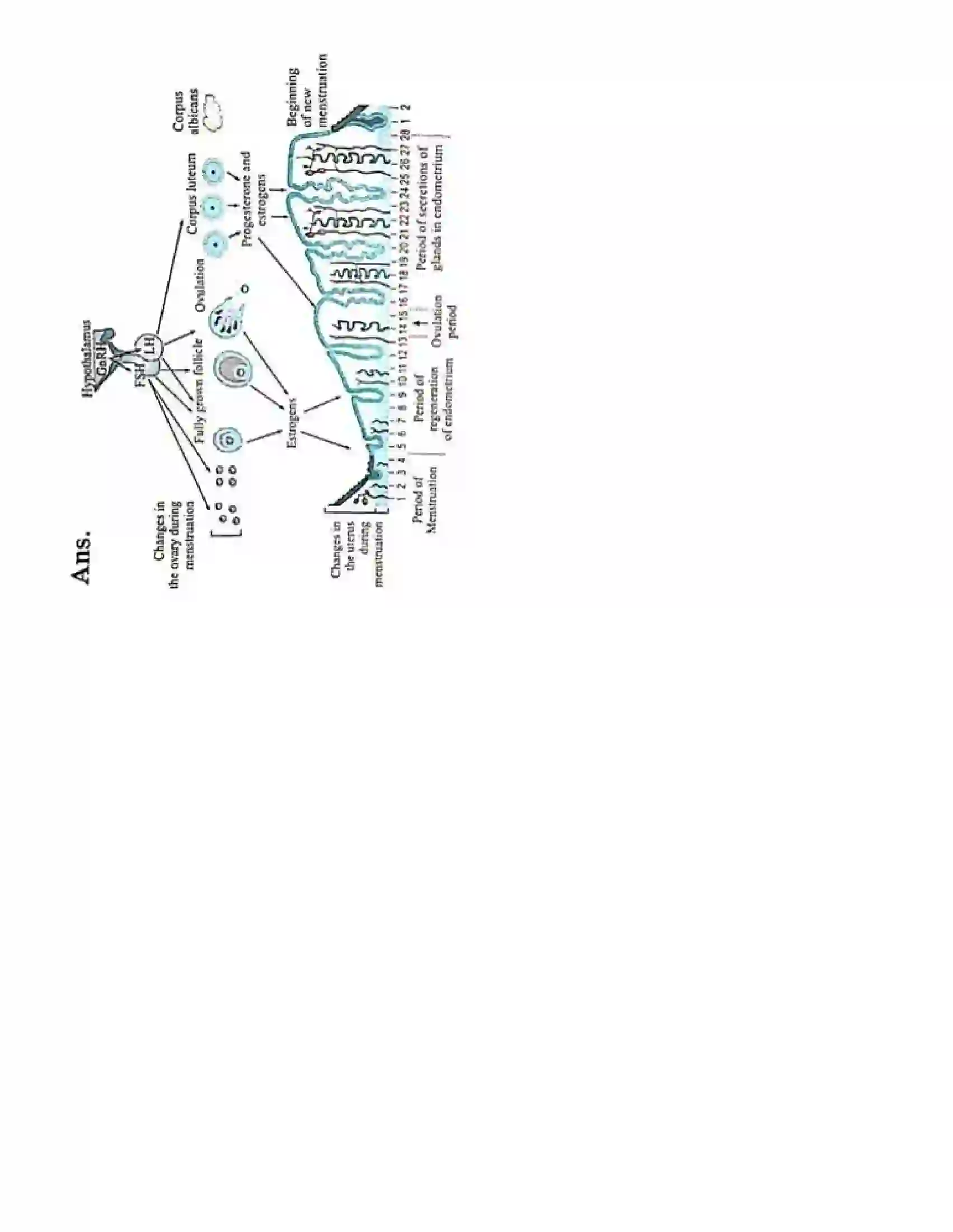 Maharashtra Board Class 10th Science Part - 2 Life Processes in Living Organisms Part -2 Revision Note 8