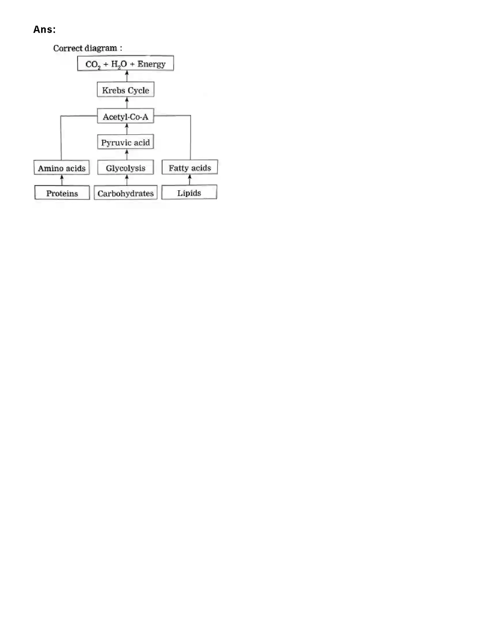 Maharashtra Board Class 10th Science Part - 2 Life Processes in living organisms Part -1 Revision Note 10