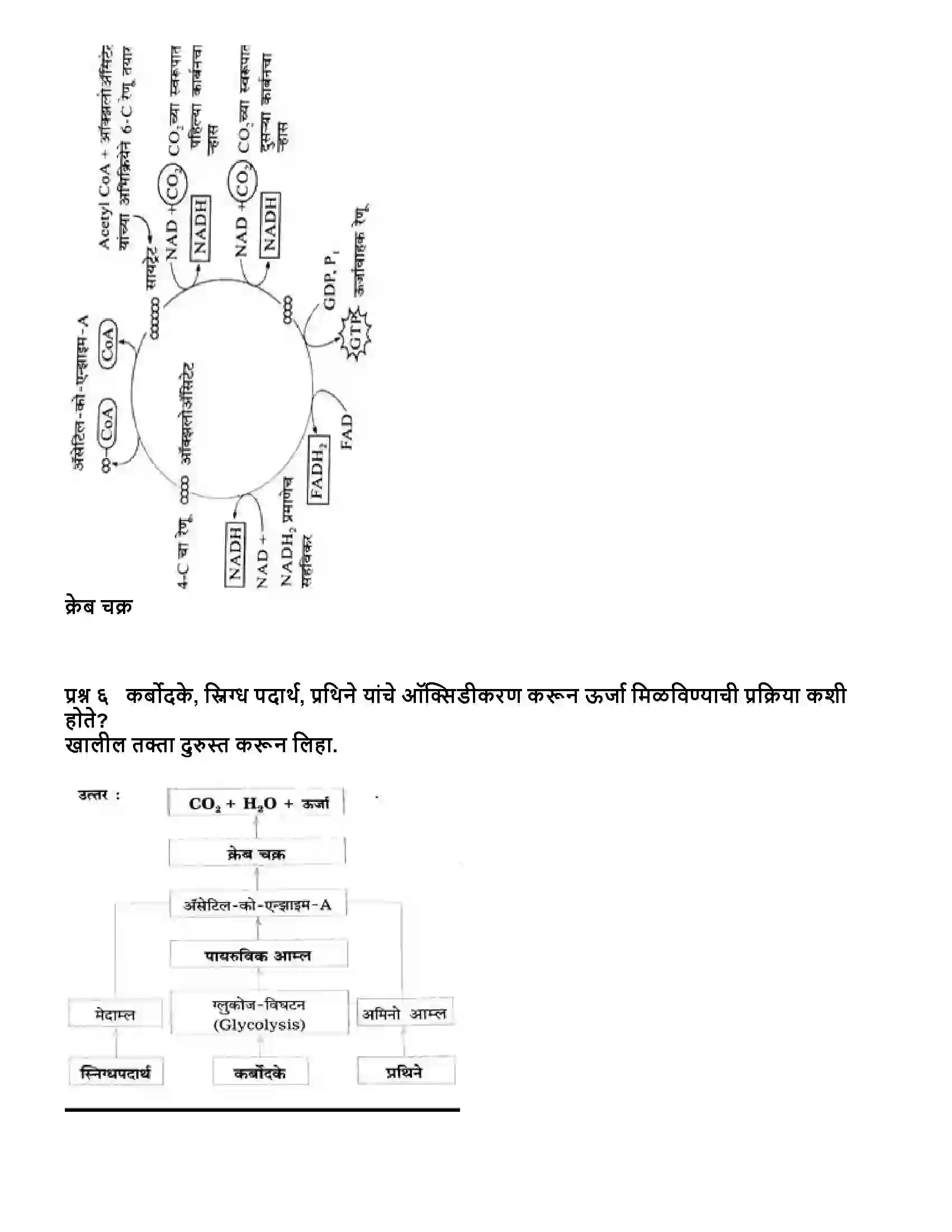 Maharashtra Board Class 10th विज्ञान भाग - २ सजीवांतील जीवनप्रक्रिया भाग-1 Revision Note 10