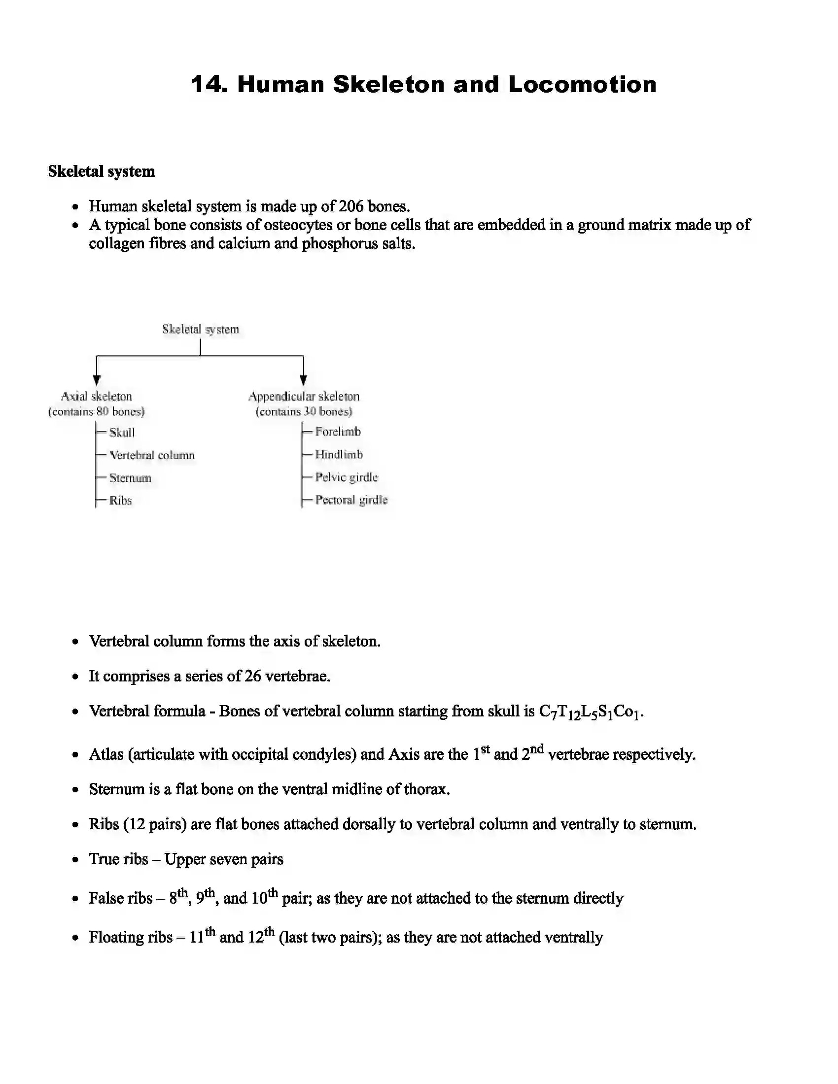 Maharashtra Board Class 11th Biology Human Skeleton and Locomotion Revision Note 1