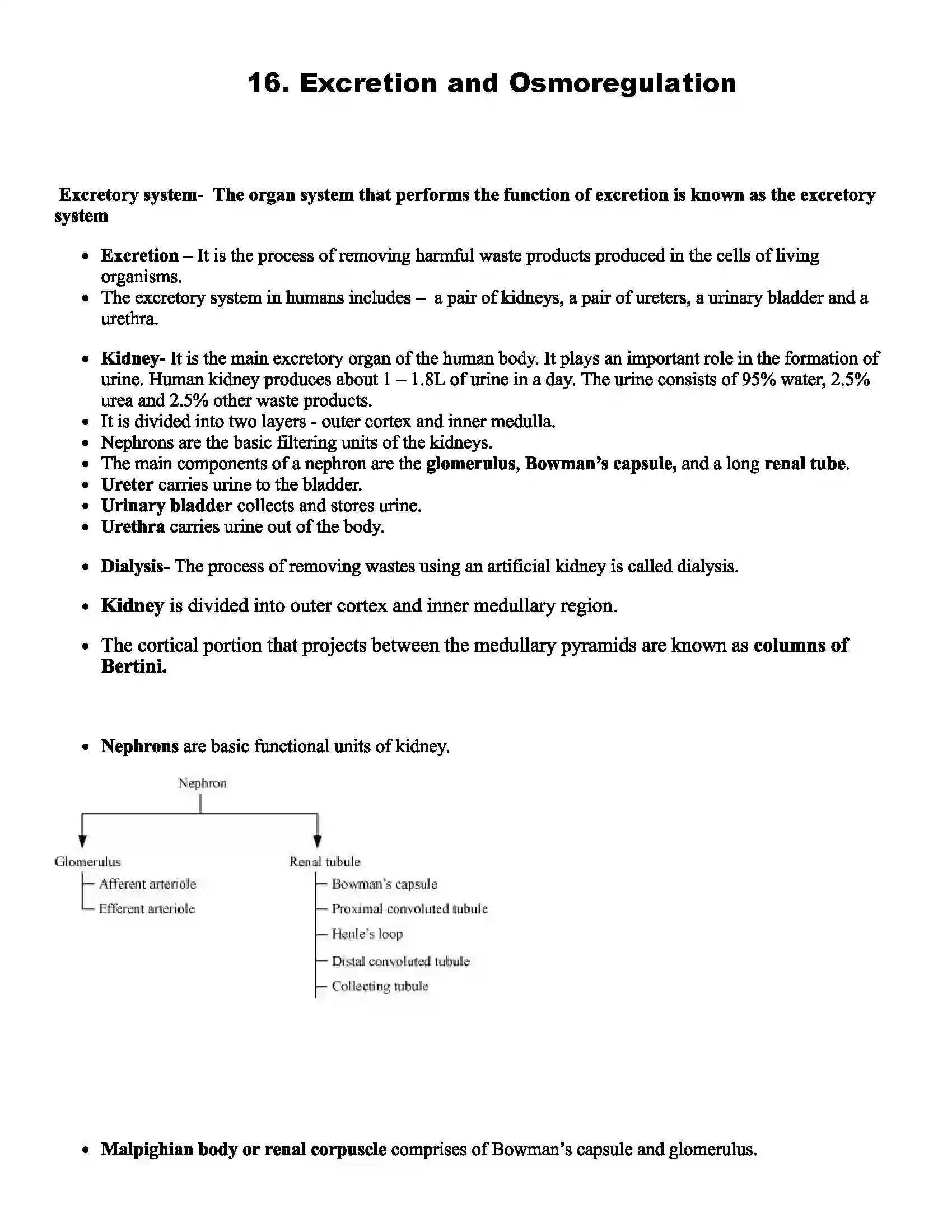Maharashtra Board Class 12th Biology Excretion and Osmoregulation Revision Note 1