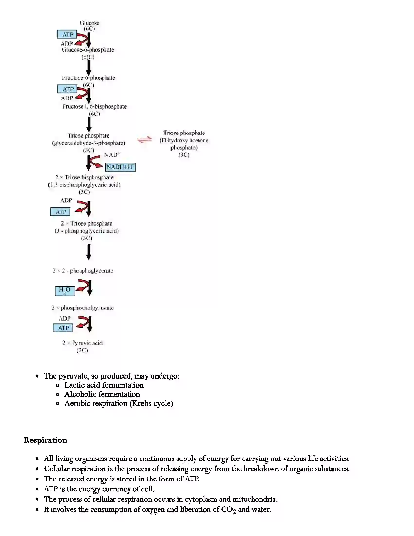 Maharashtra Board Class 12th Biology Respiration Revision Note 2