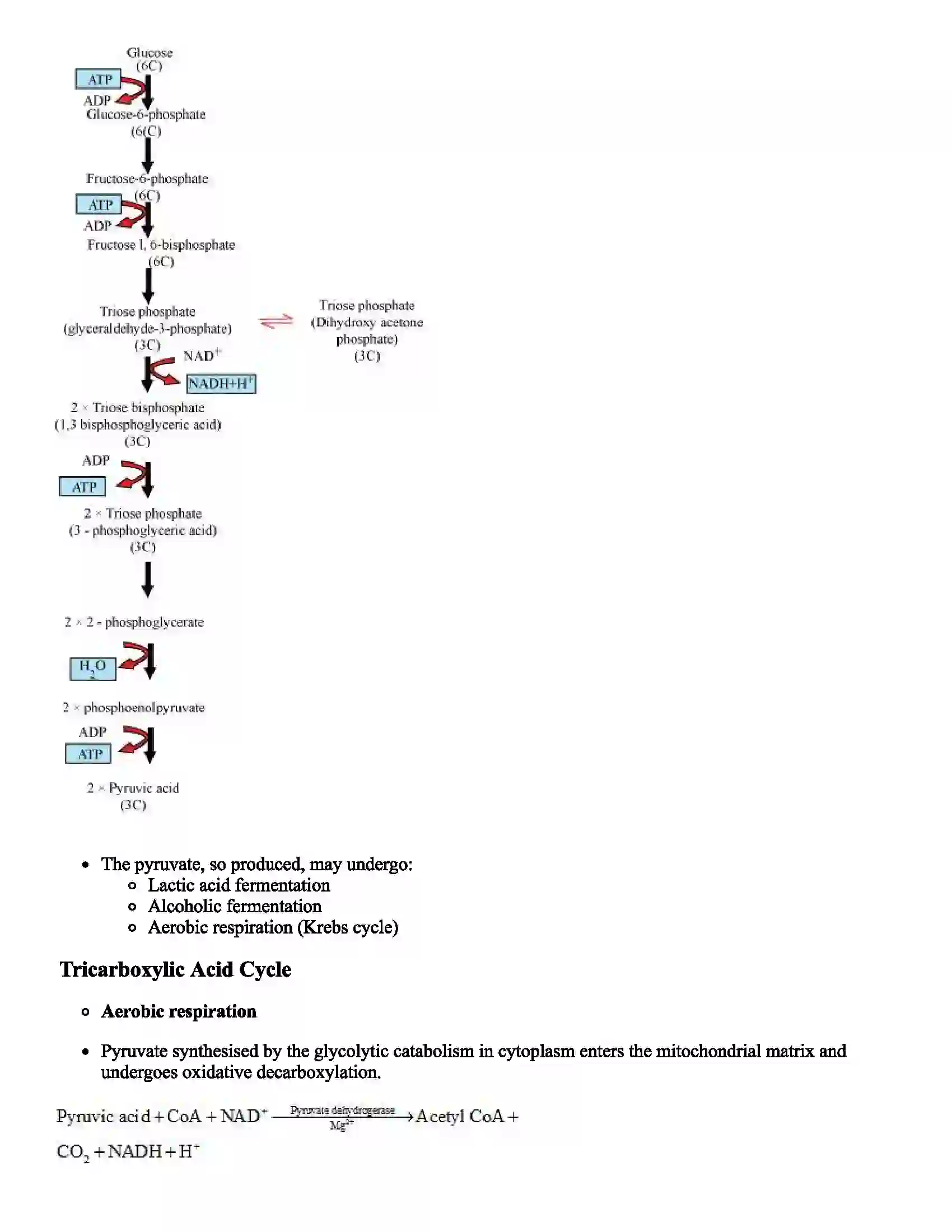 Maharashtra Board Class 12th Biology Respiration Revision Note 4