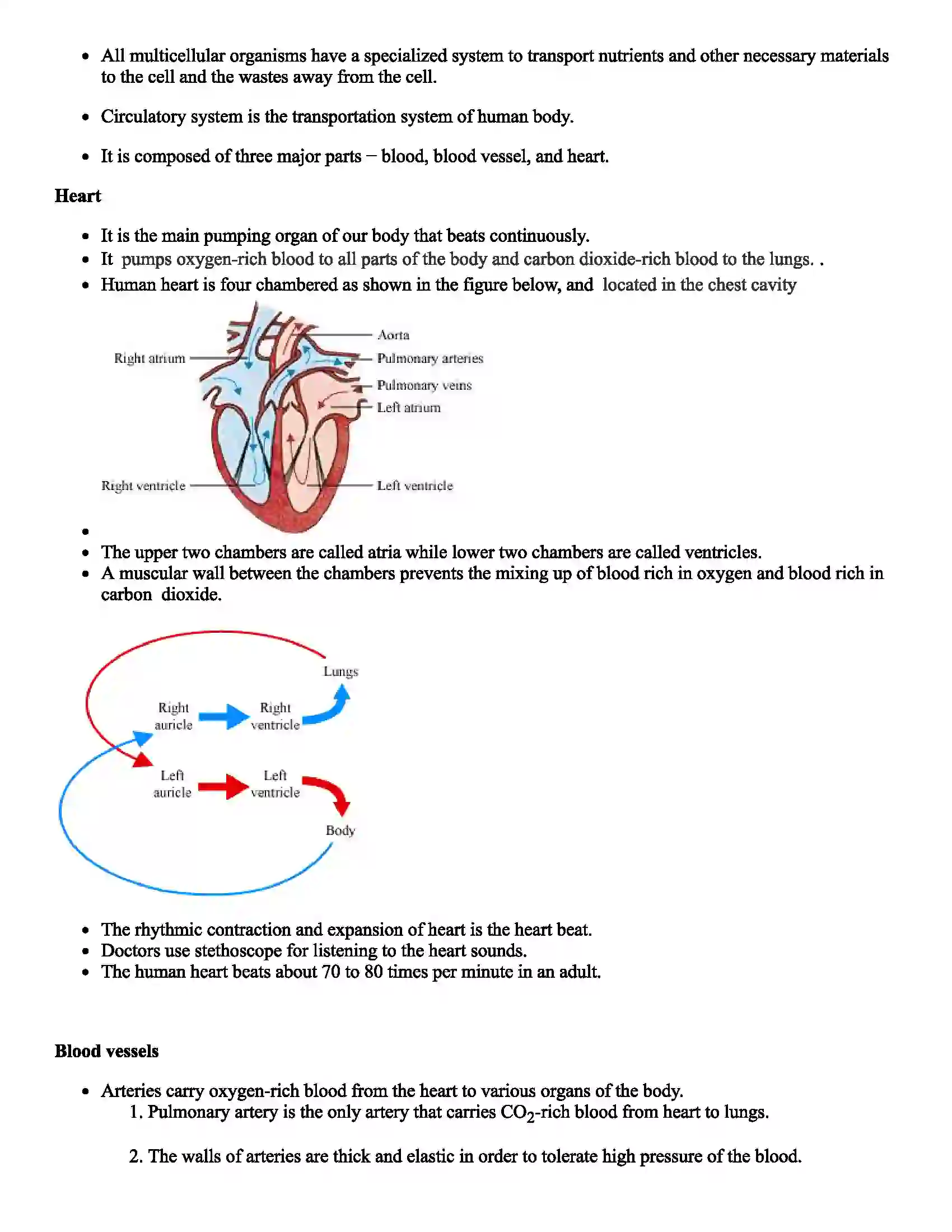 Maharashtra Board Class 8th Science Human Body and Organ System Revision Note 2
