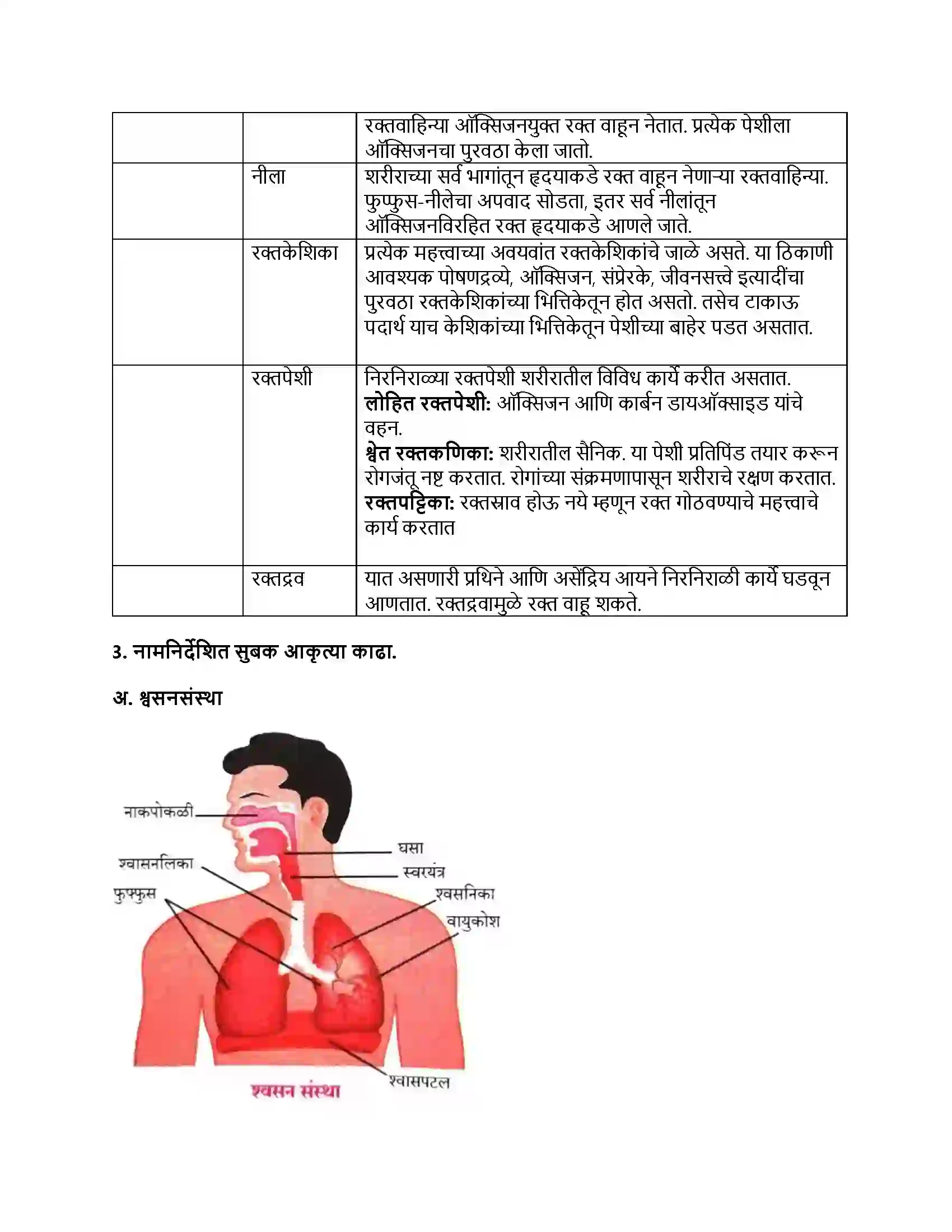 Maharashtra Board Class 8th सामान्य विज्ञान मानवी शरीर व इंद्रिय संस्था Revision Note 2