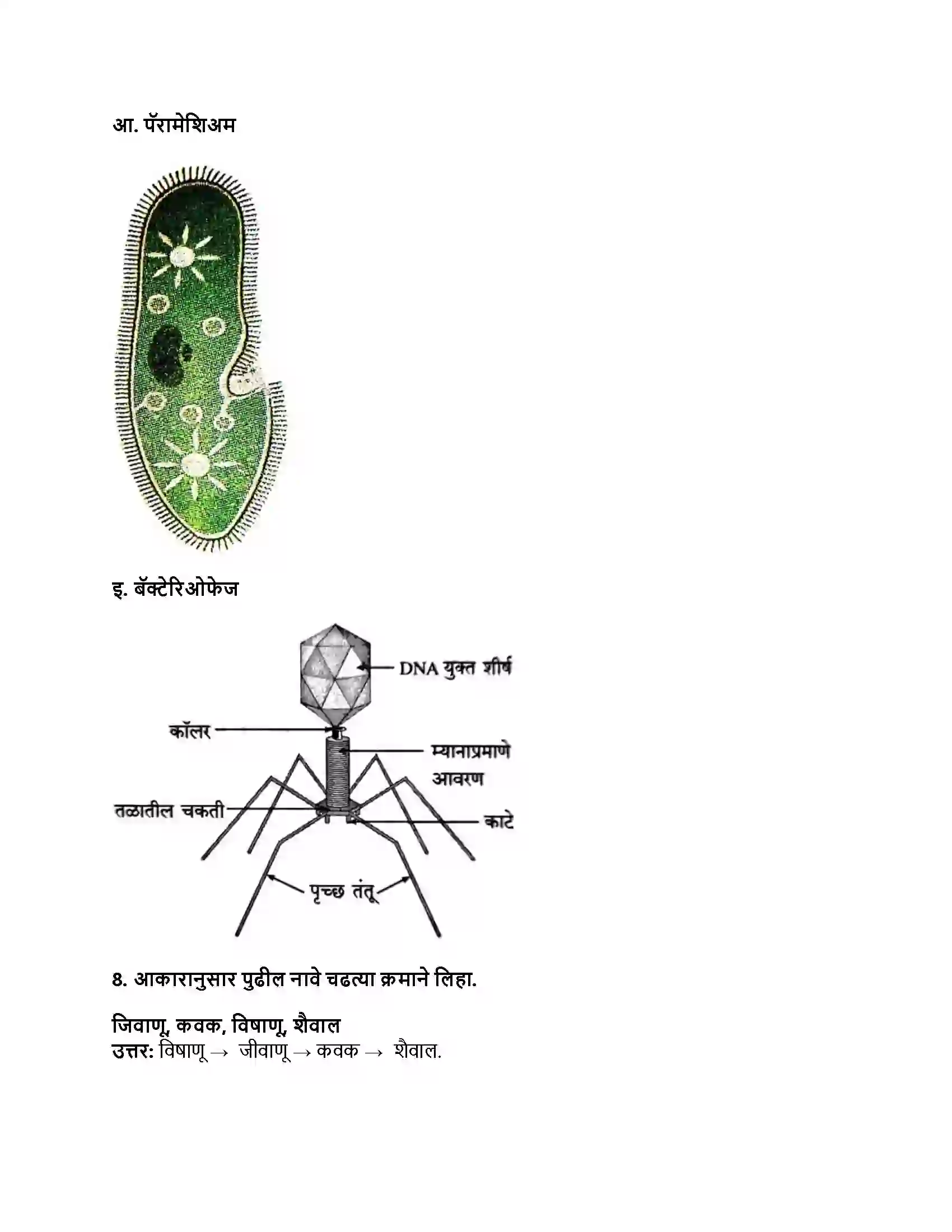 Maharashtra Board Class 8th सामान्य विज्ञान सजीव सृष्टी व सूक्ष्मजीवांचे वर्गीकरण Revision Note 5