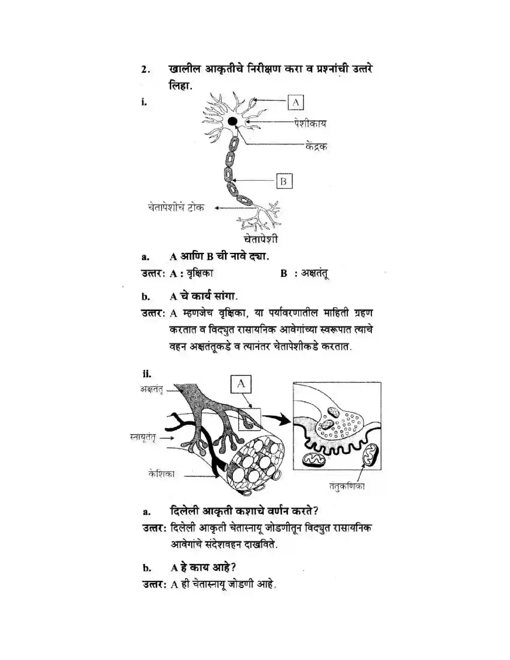 Maharashtra Board Class 10th Science & Technology - Marathi Medium The Regulators of Life Solution 44