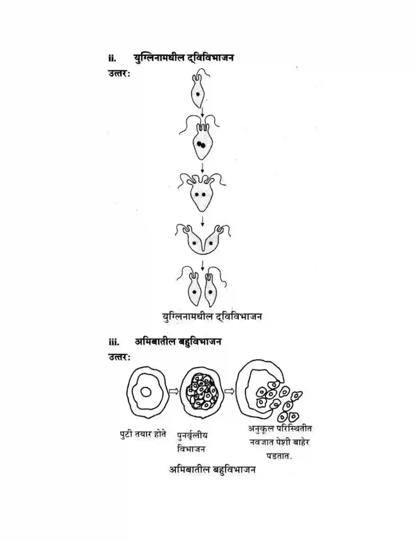 Maharashtra Board Class 10th Science & Technology - Marathi Medium The Life Cycle Solution 42