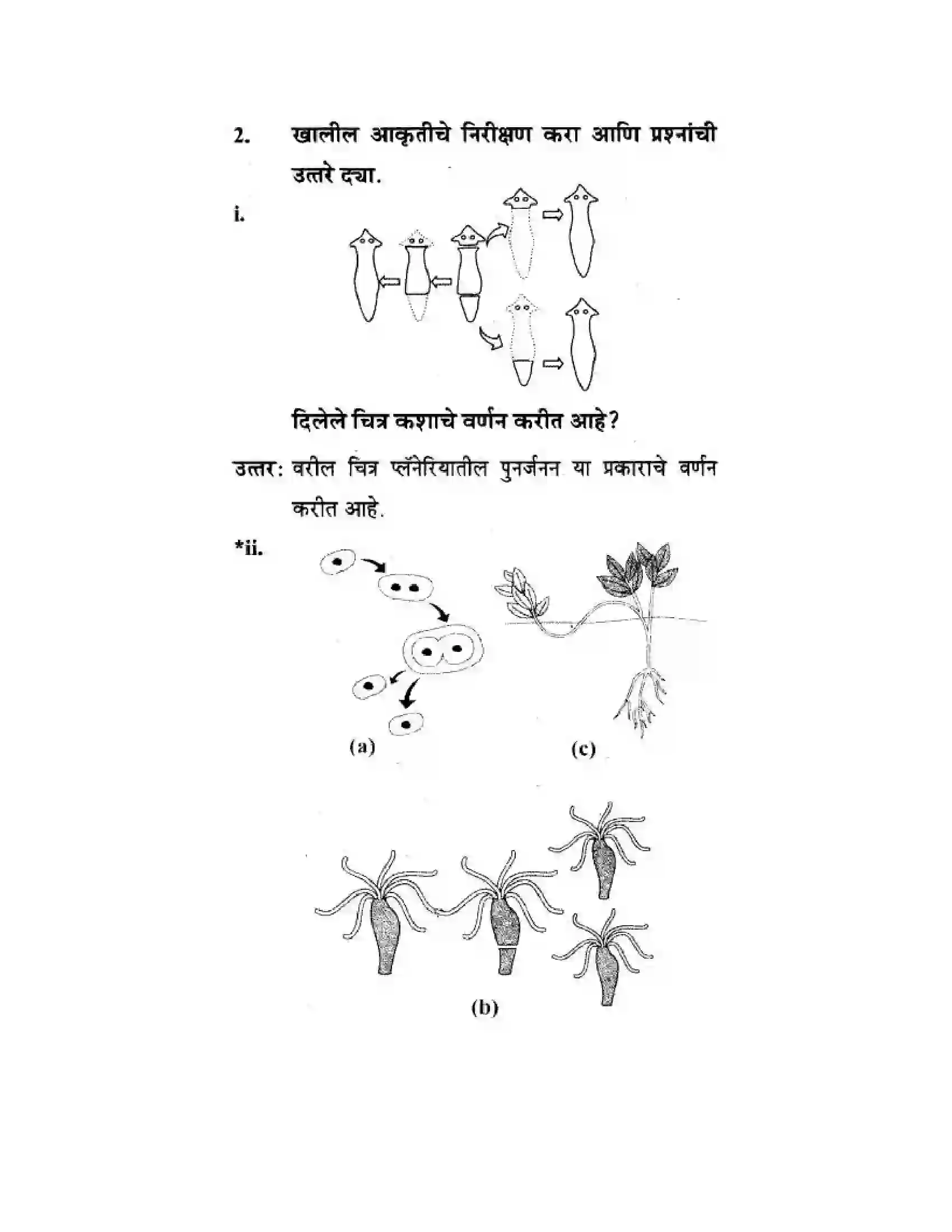 Maharashtra Board Class 10th Science & Technology - Marathi Medium The Life Cycle Solution 44
