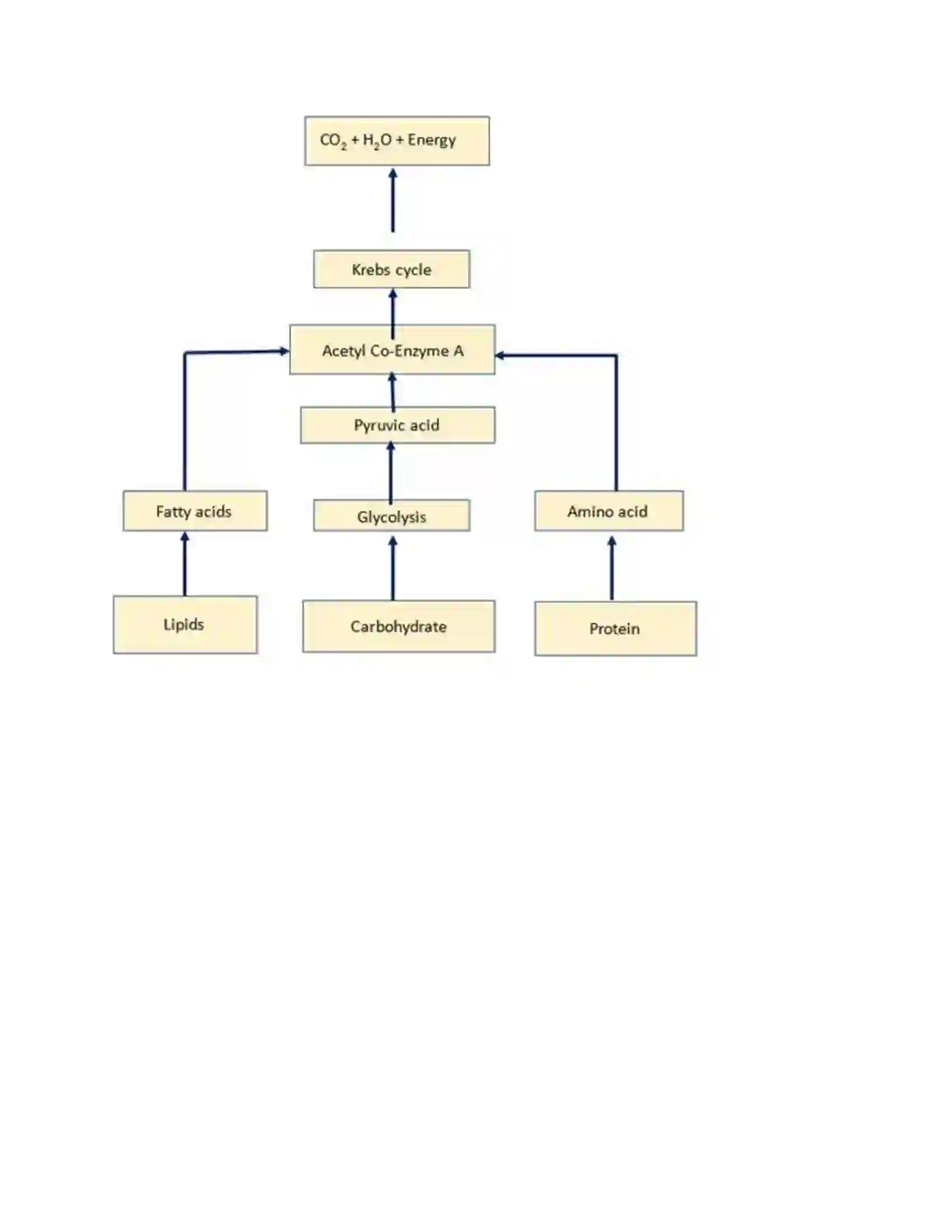 Maharashtra Board Class 10th Science & Technology-II - English Medium Life Processes in Living Organisms Part-1 Solution 12
