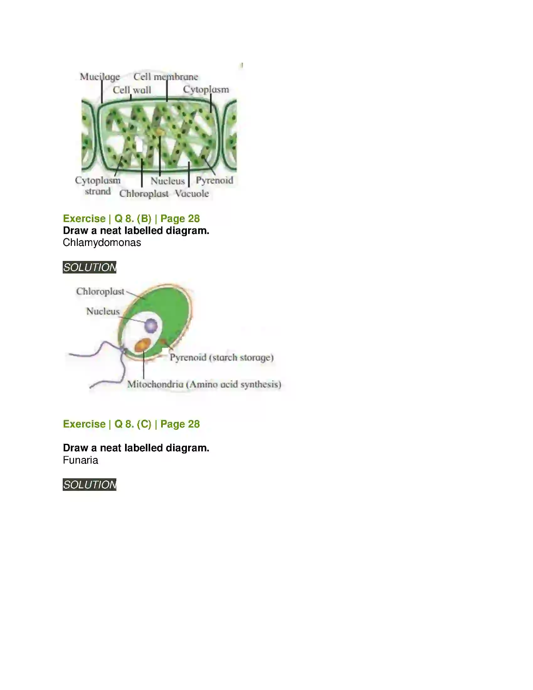 Maharashtra Board Class 11th Biology Kingdom Plantae Solution 6