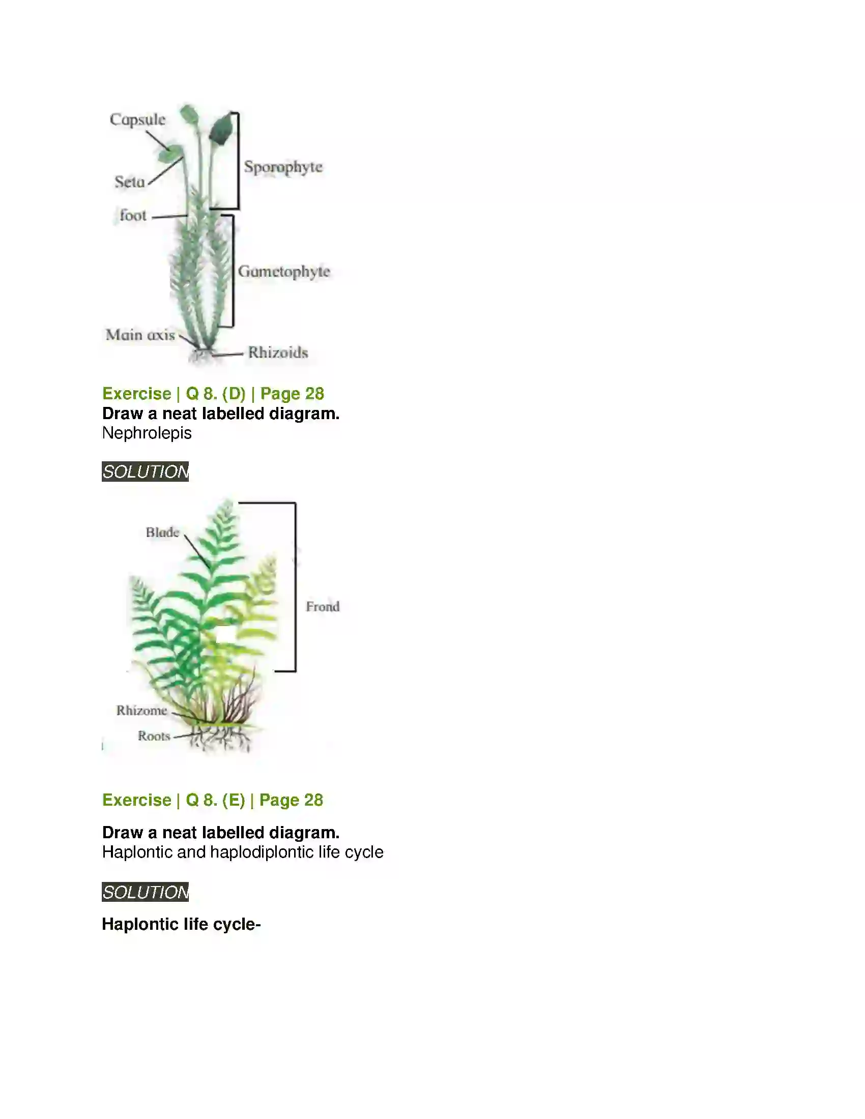 Maharashtra Board Class 11th Biology Kingdom Plantae Solution 7