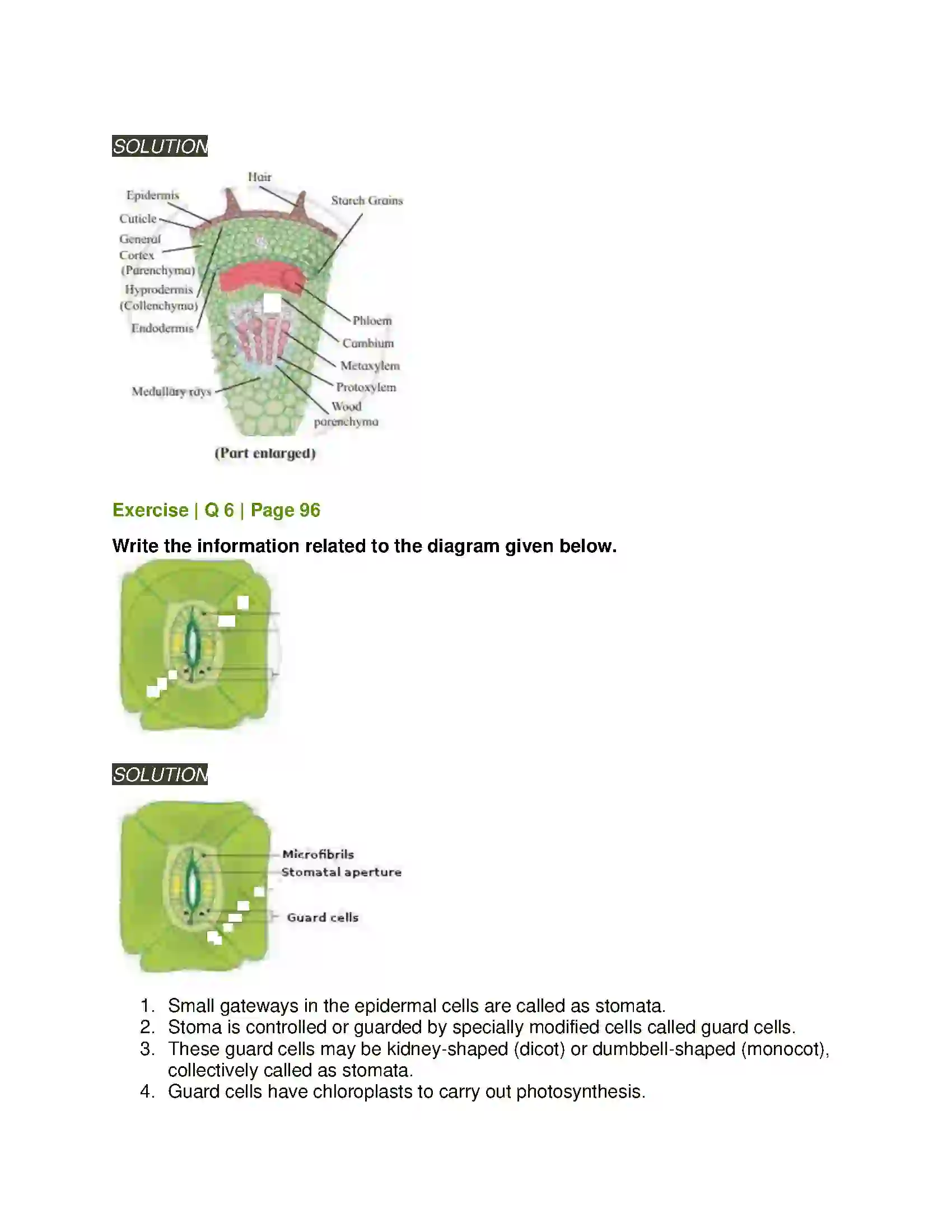Maharashtra Board Class 11th Biology Plant Tissues and Anatomy Solution 10