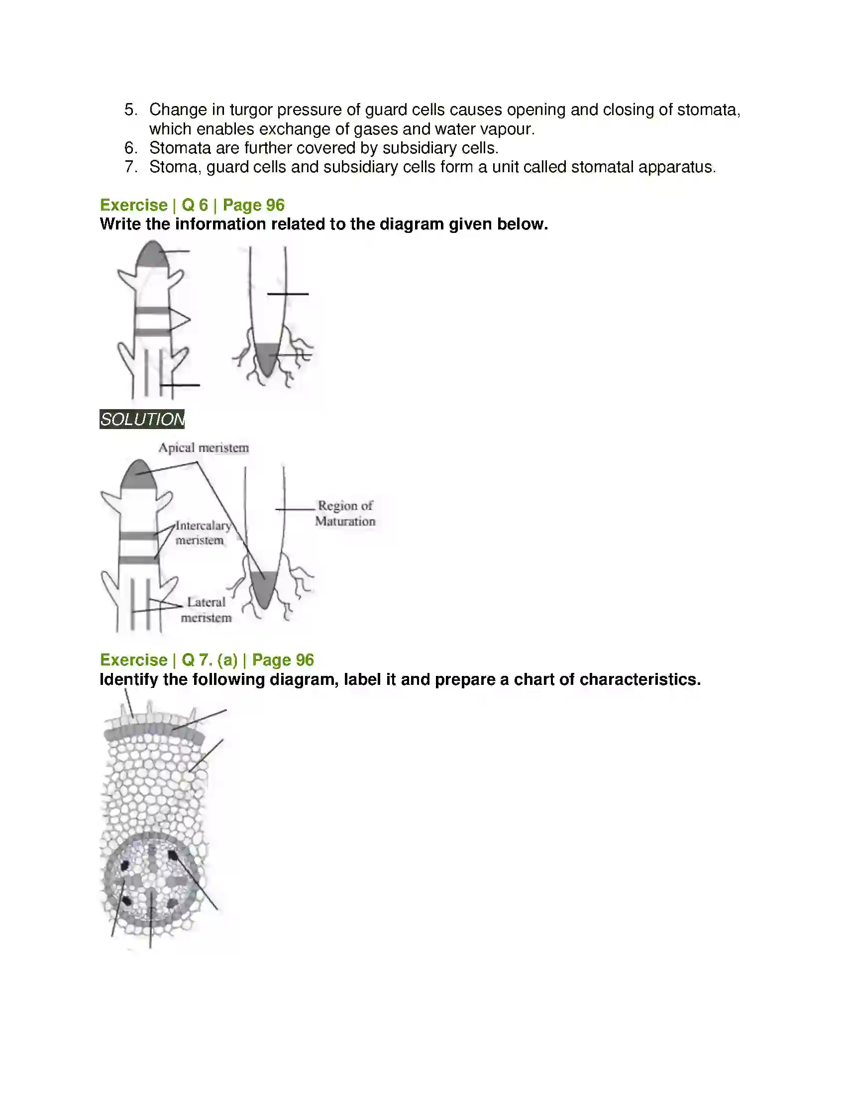 Maharashtra Board Class 11th Biology Plant Tissues and Anatomy Solution 11