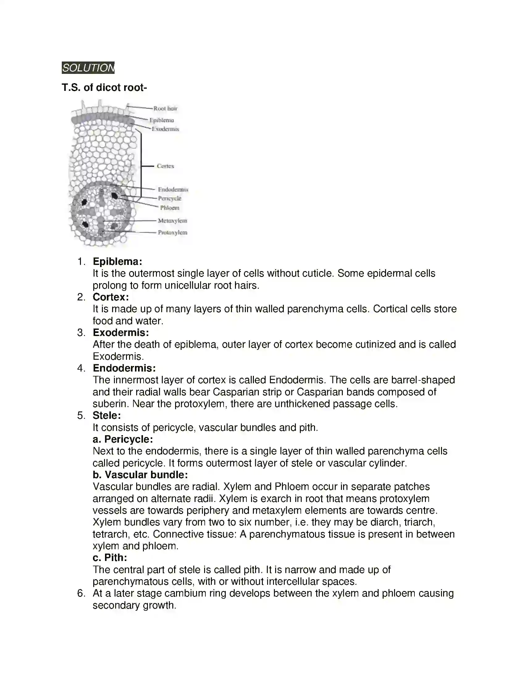 Maharashtra Board Class 11th Biology Plant Tissues and Anatomy Solution 12