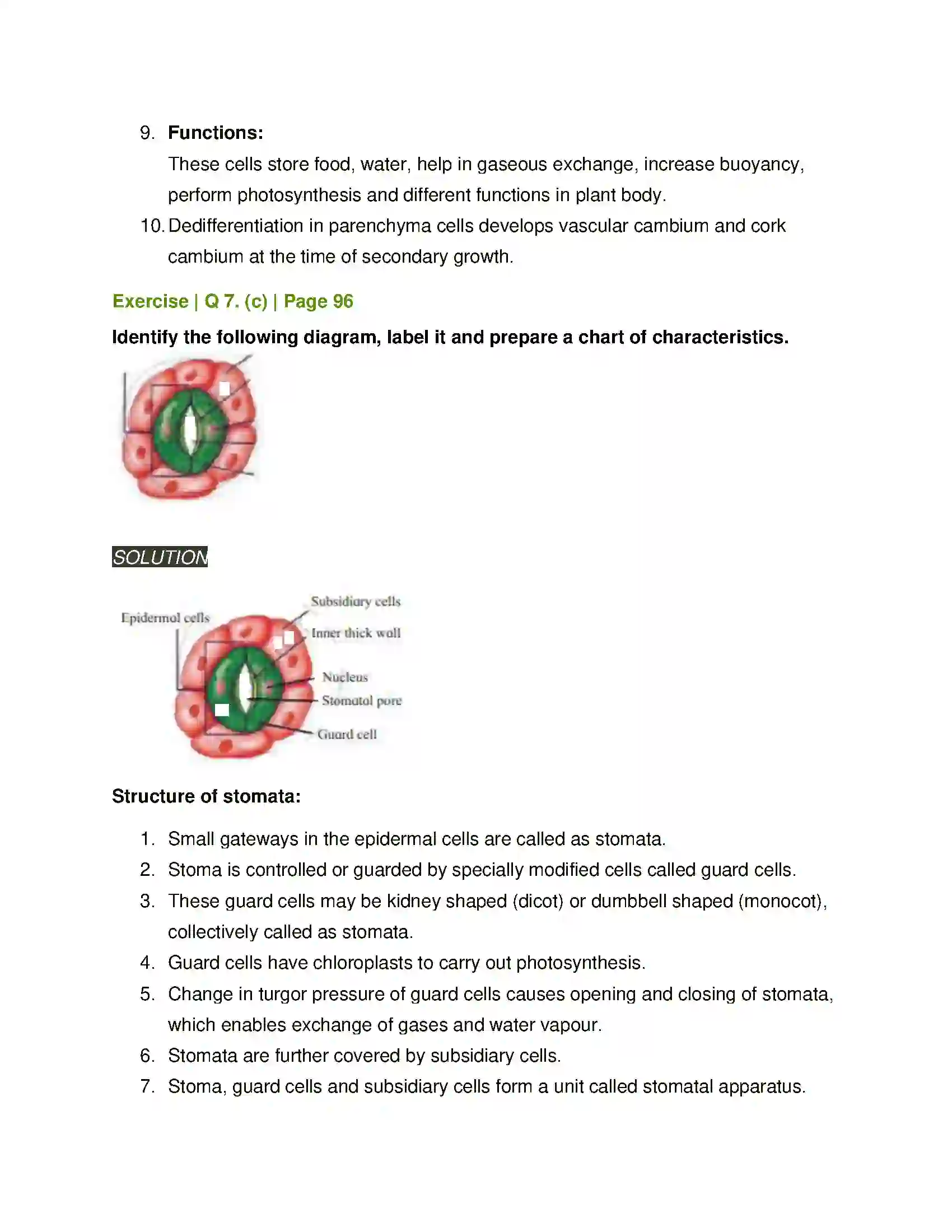 Maharashtra Board Class 11th Biology Plant Tissues and Anatomy Solution 14