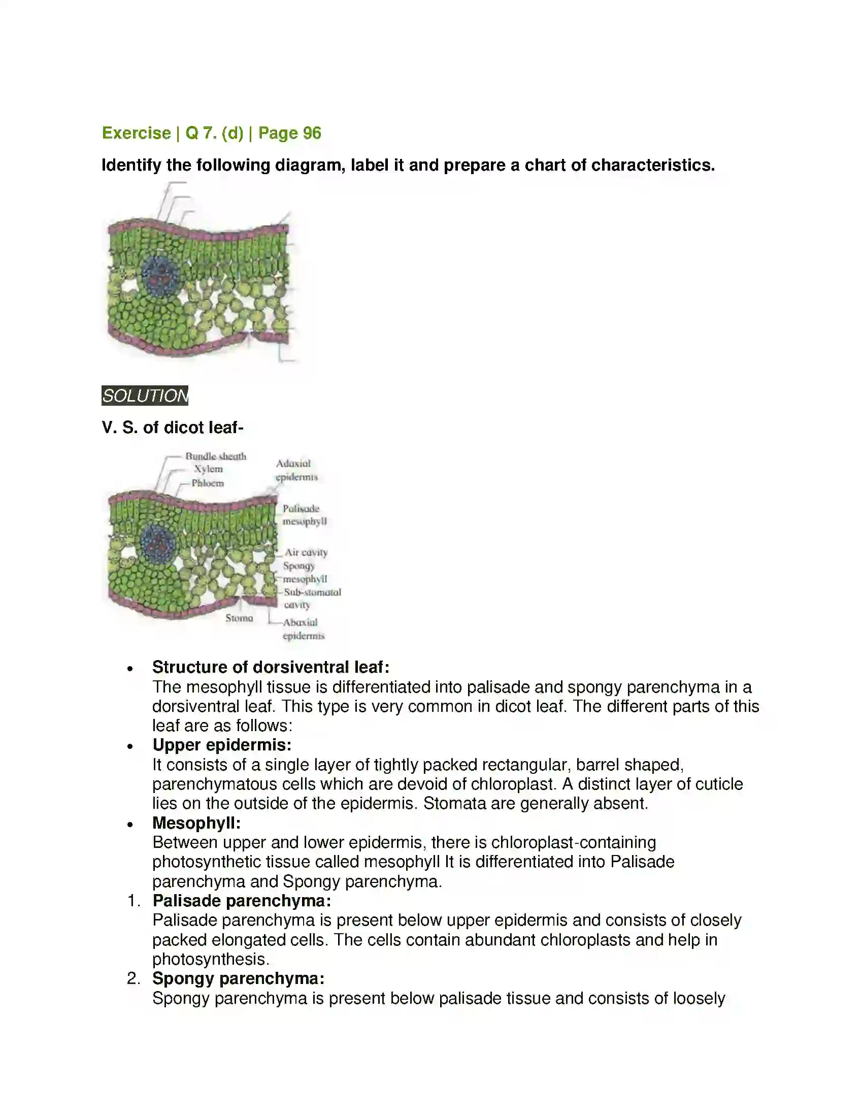 Maharashtra Board Class 11th Biology Plant Tissues and Anatomy Solution 15
