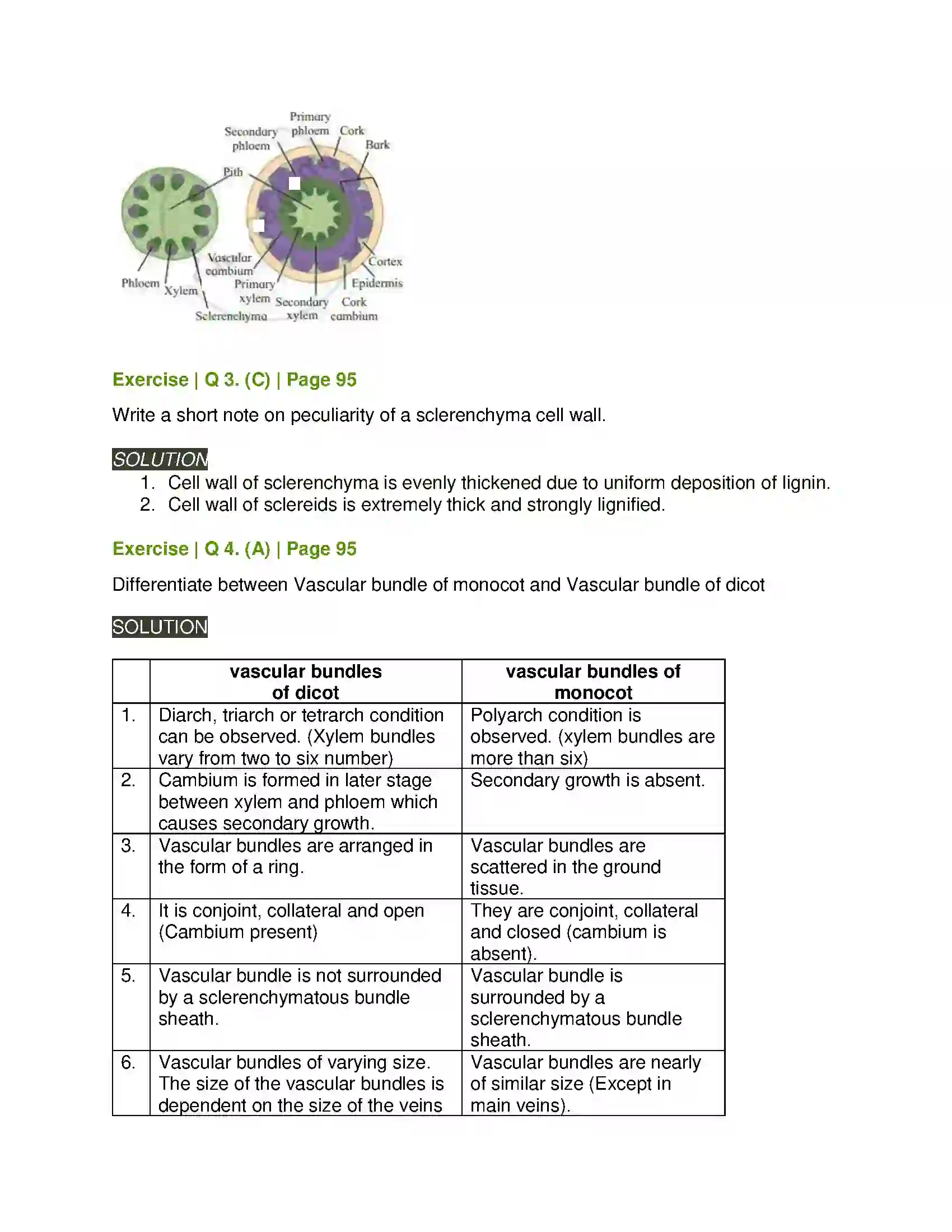 Maharashtra Board Class 11th Biology Plant Tissues and Anatomy Solution 7