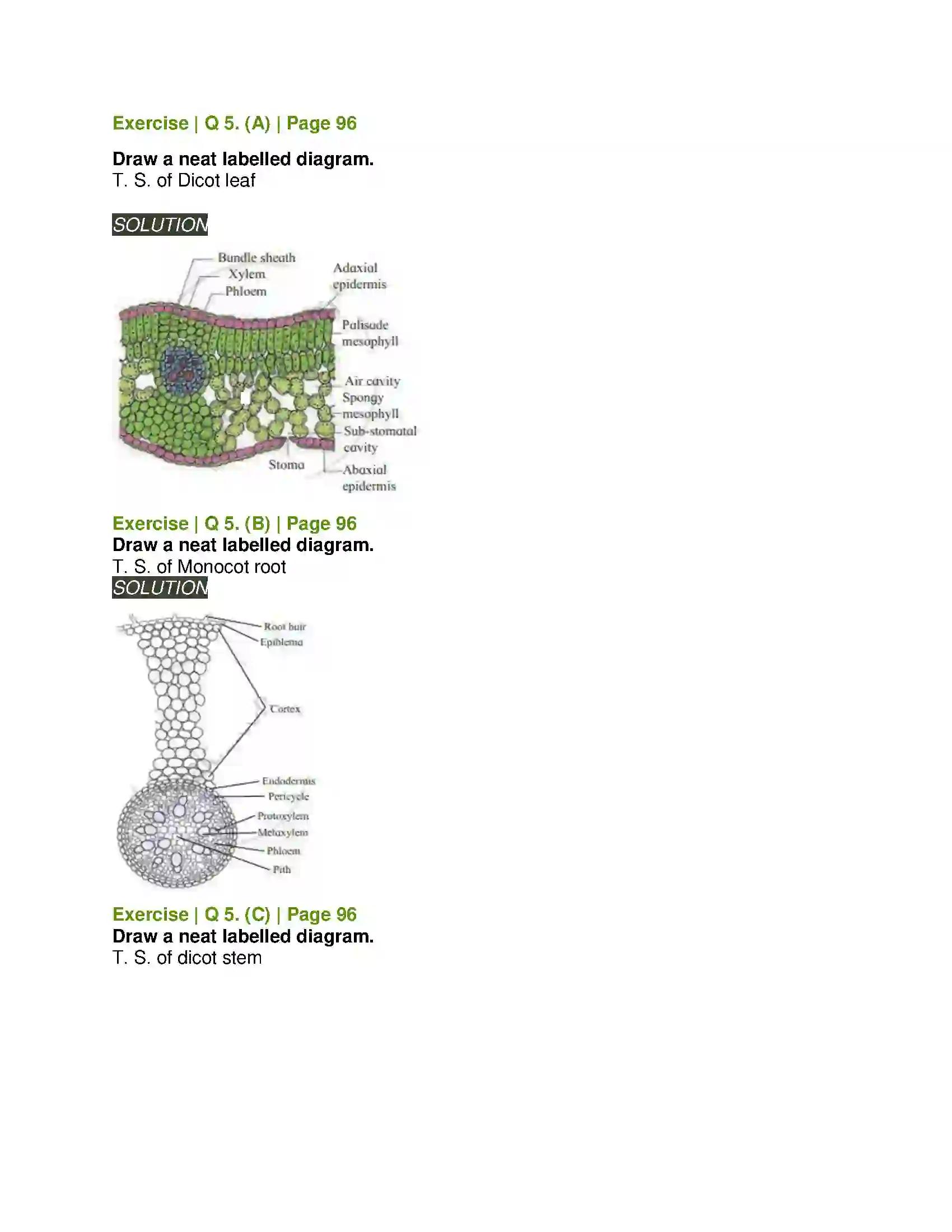 Maharashtra Board Class 11th Biology Plant Tissues and Anatomy Solution 9