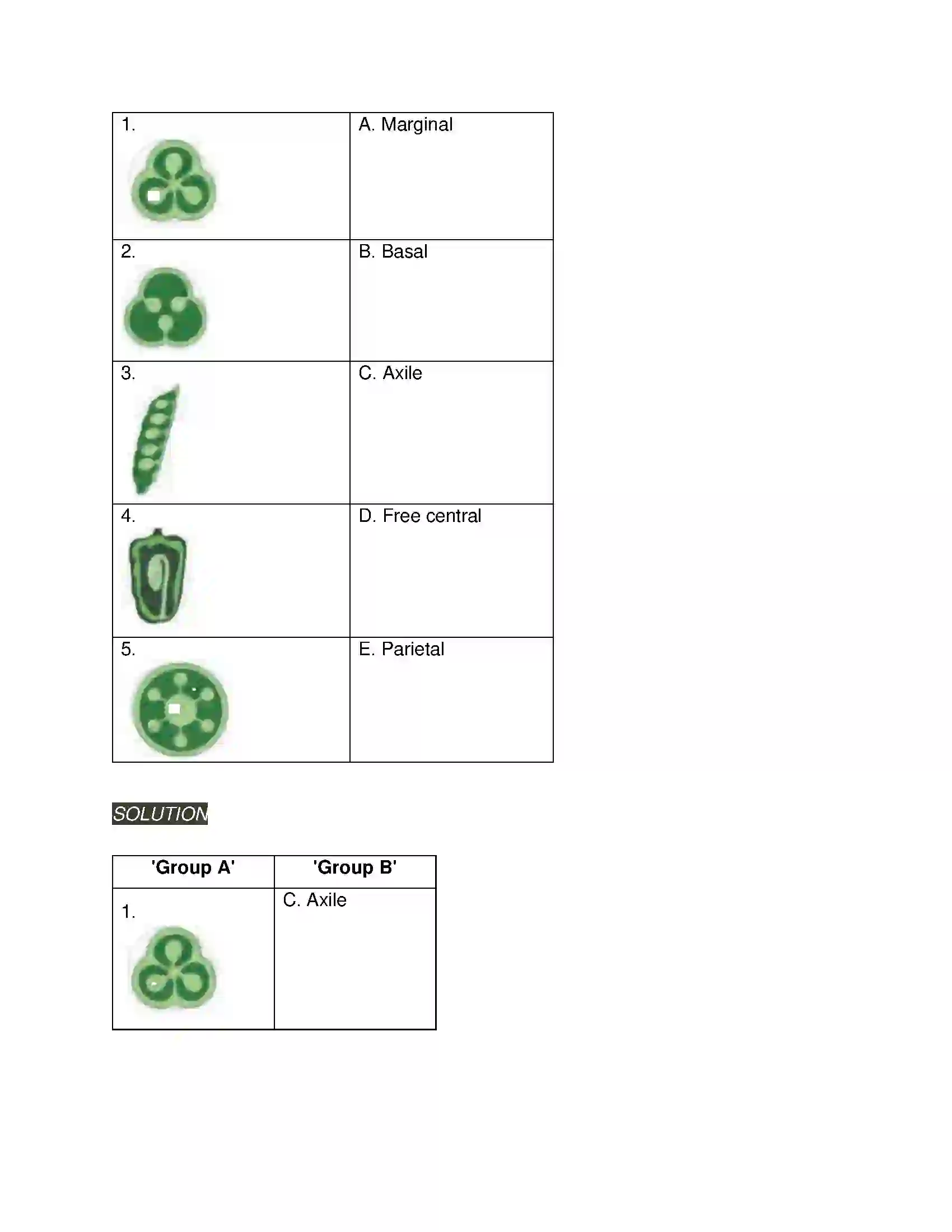 Maharashtra Board Class 11th Biology Morphology of Flowering Plants Solution 12