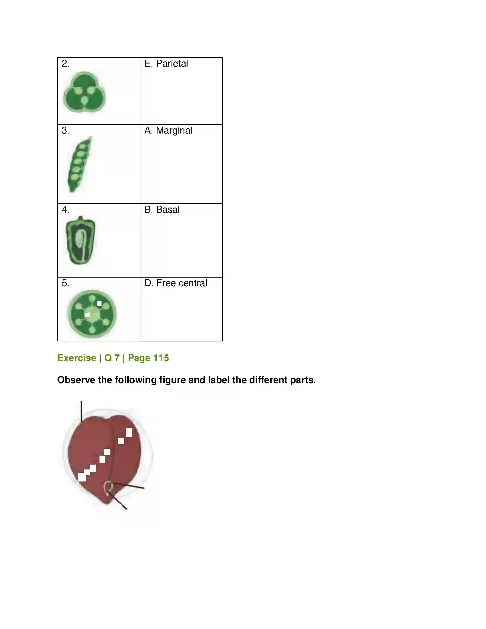 Maharashtra Board Class 11th Biology Morphology of Flowering Plants Solution 13