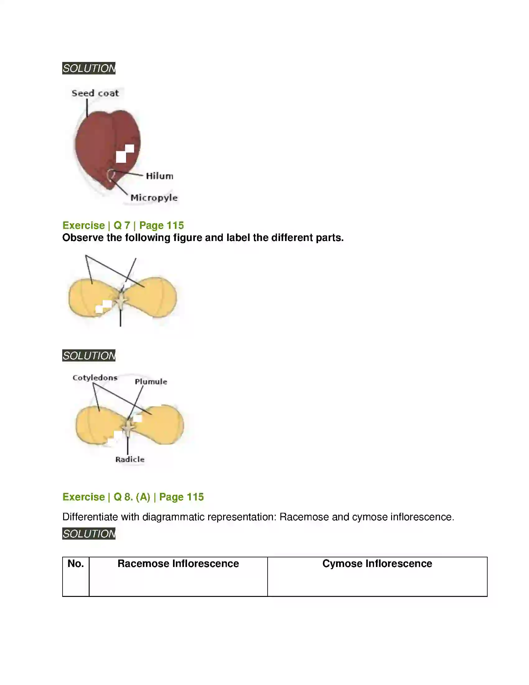 Maharashtra Board Class 11th Biology Morphology of Flowering Plants Solution 14