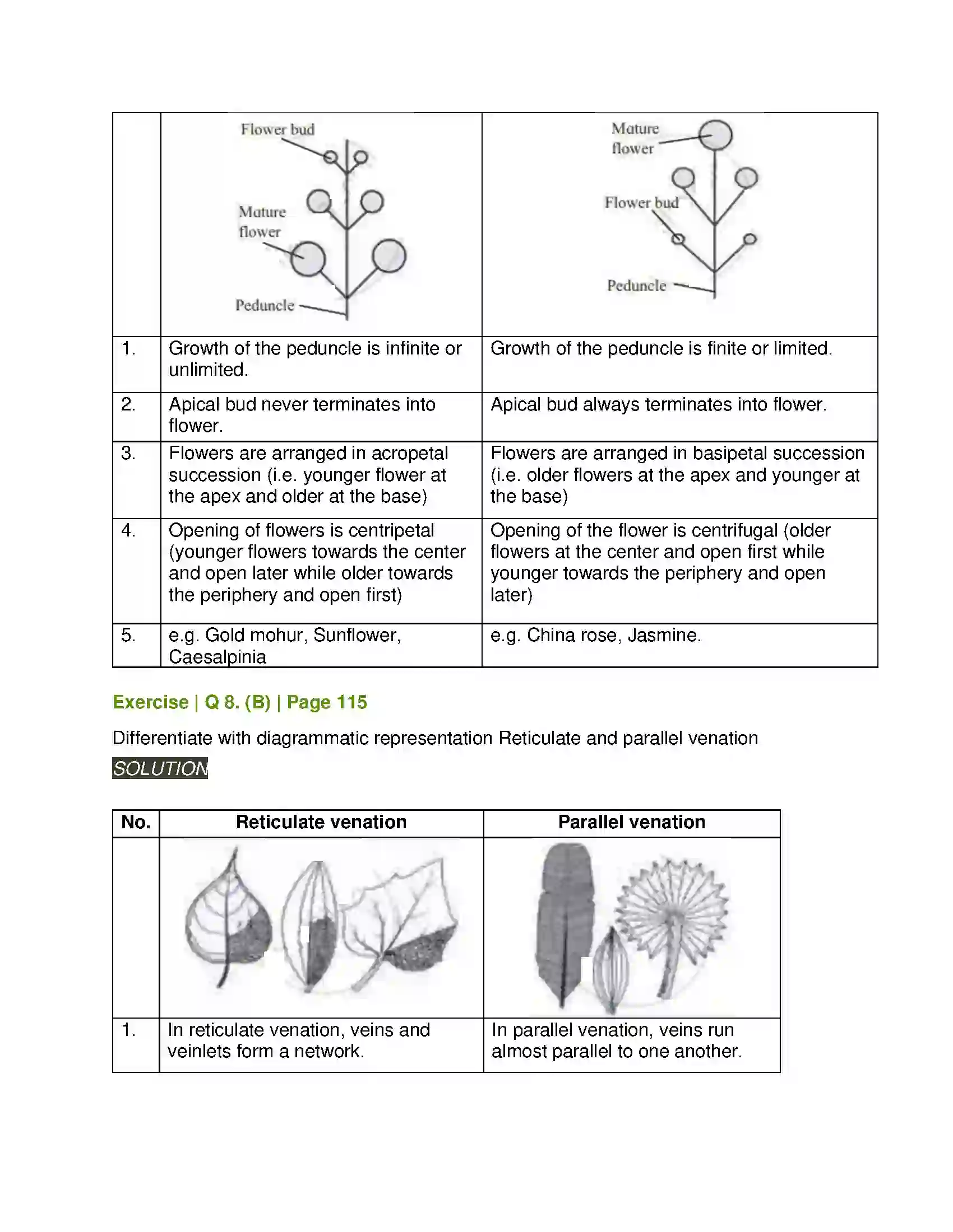 Maharashtra Board Class 11th Biology Morphology of Flowering Plants Solution 15