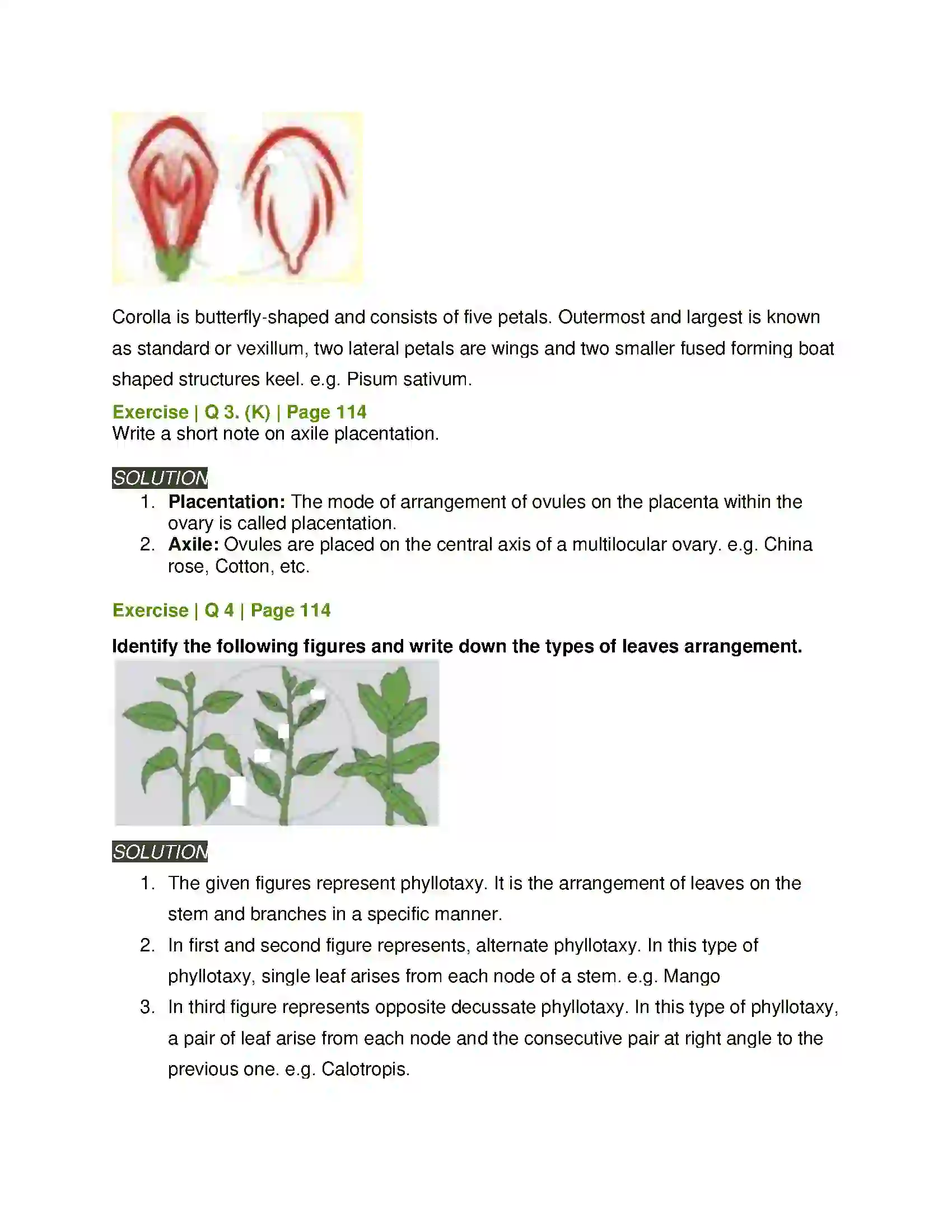 Maharashtra Board Class 11th Biology Morphology of Flowering Plants Solution 7
