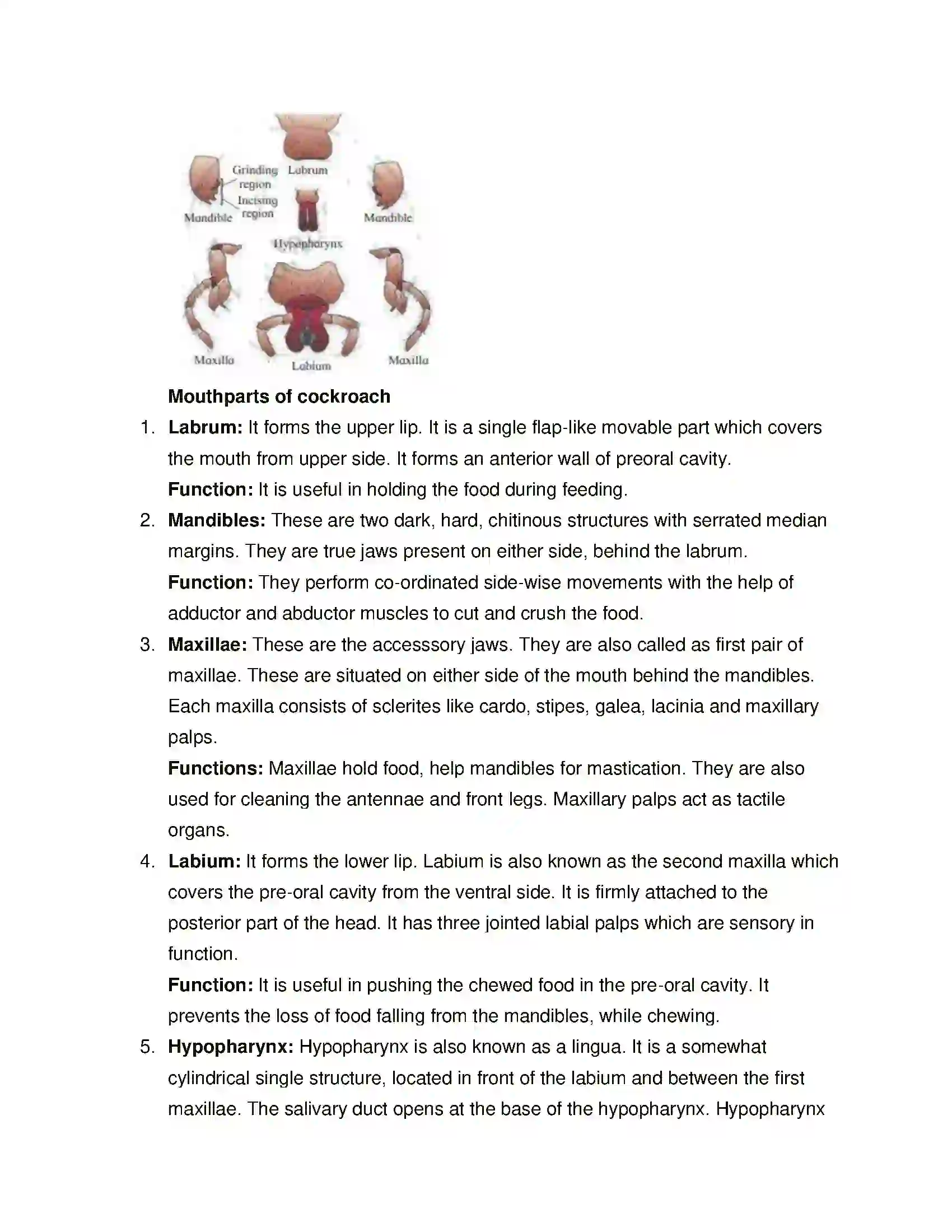 Maharashtra Board Class 11th Biology Study of Animal Type Cockroach Solution 8