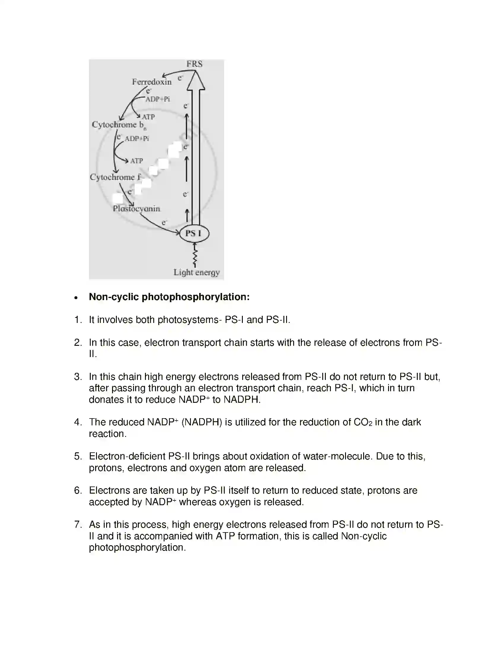Maharashtra Board Class 11th Biology Photosynthesis Solution 5