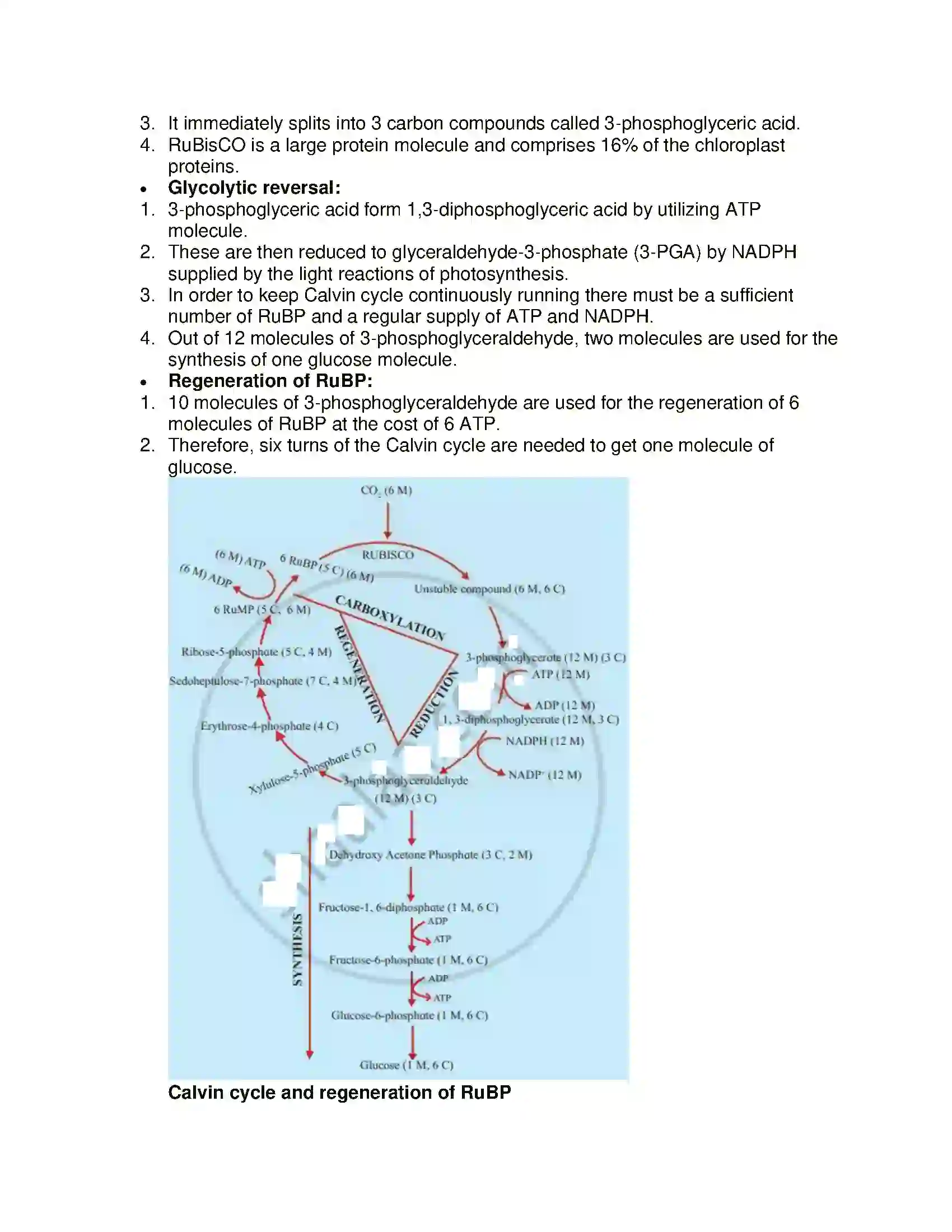 Maharashtra Board Class 11th Biology Photosynthesis Solution 9