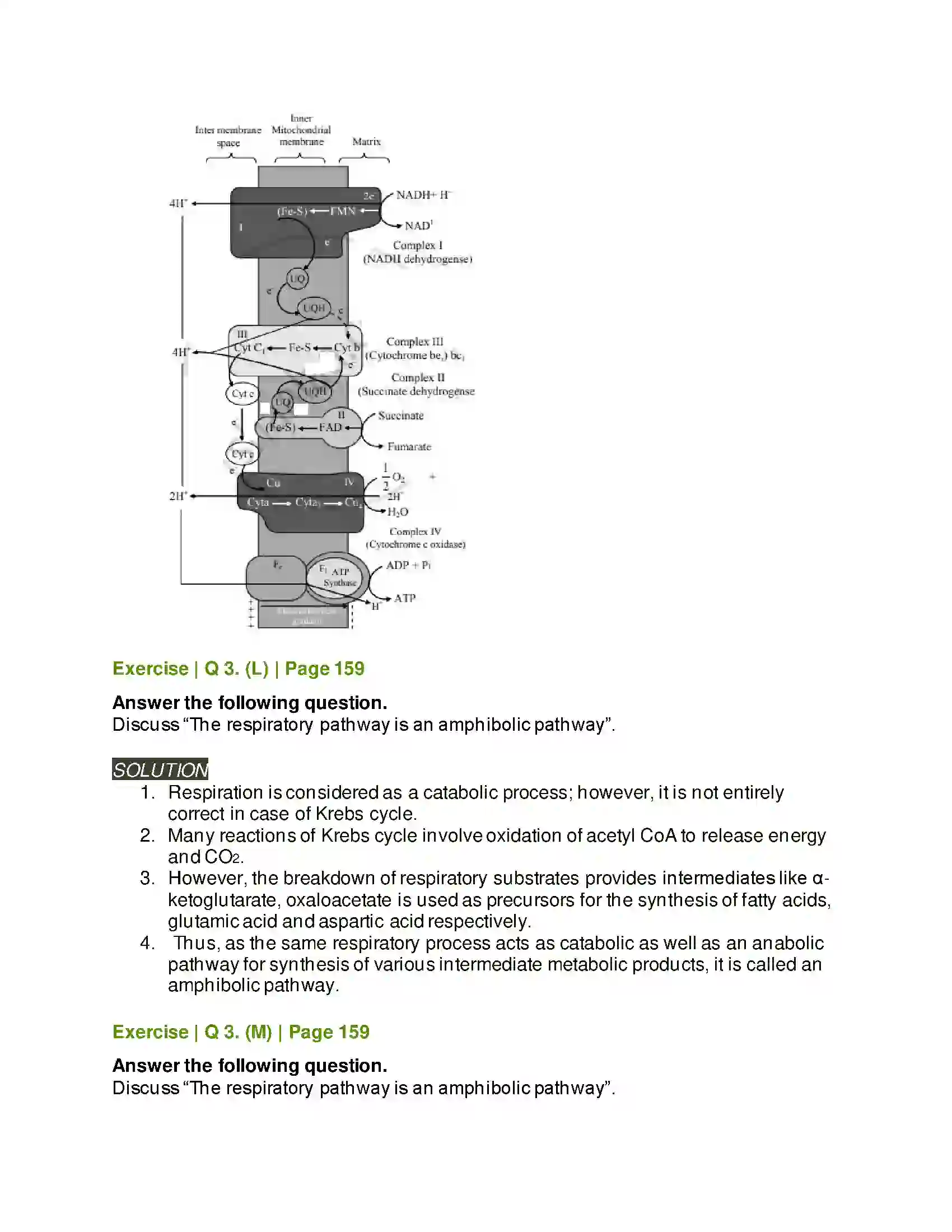 Maharashtra Board Class 11th Biology Respiration and Energy Transfer Solution 11
