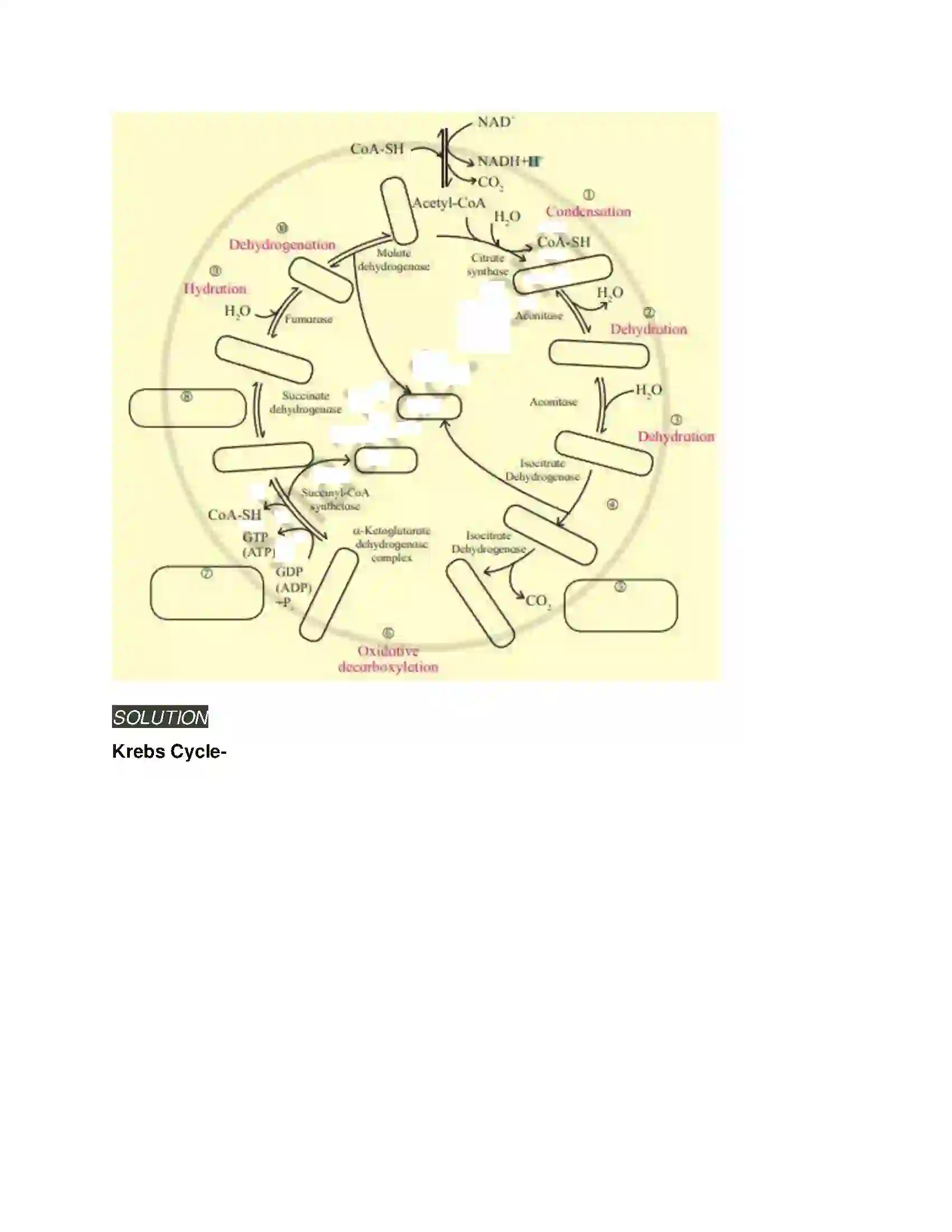 Maharashtra Board Class 11th Biology Respiration and Energy Transfer Solution 15
