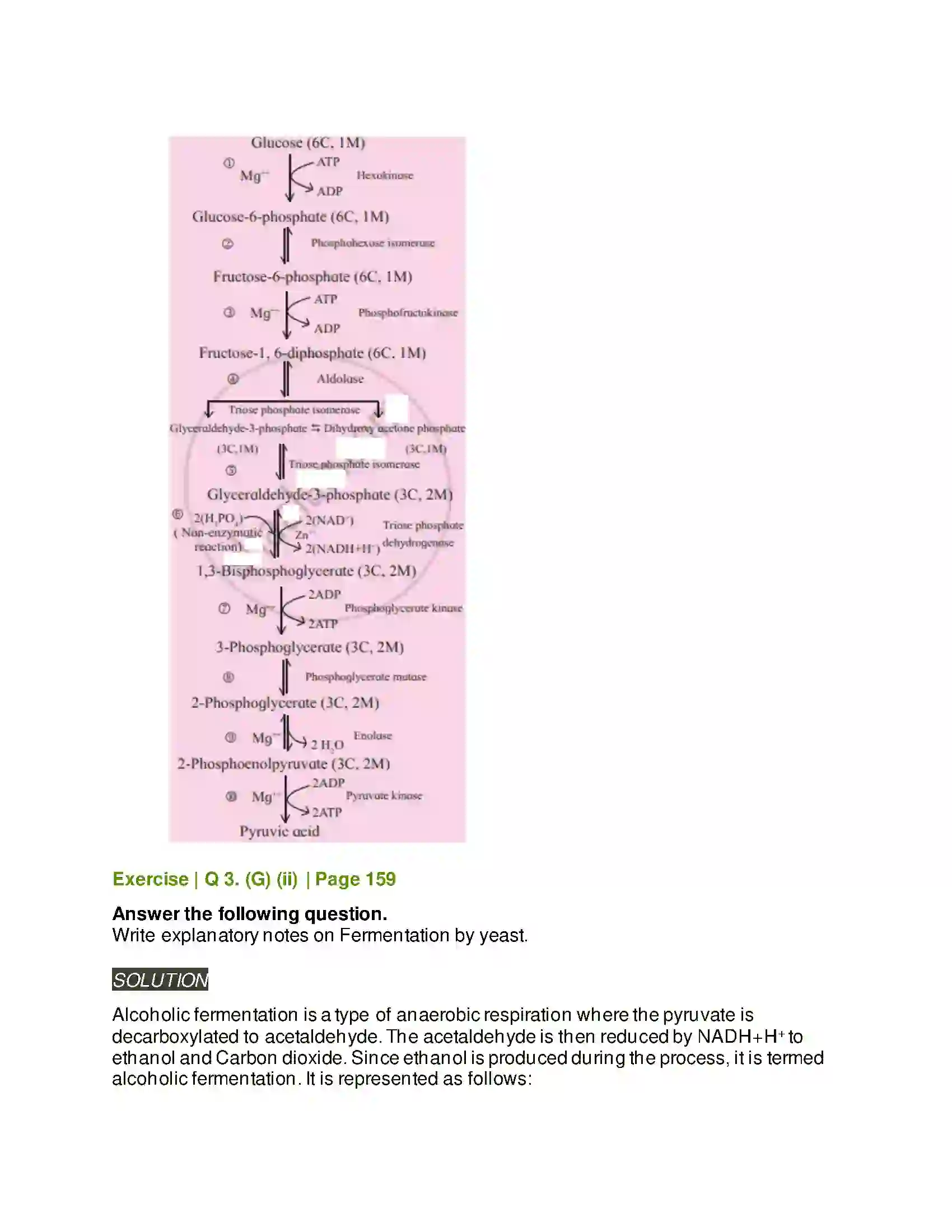 Maharashtra Board Class 11th Biology Respiration and Energy Transfer Solution 5
