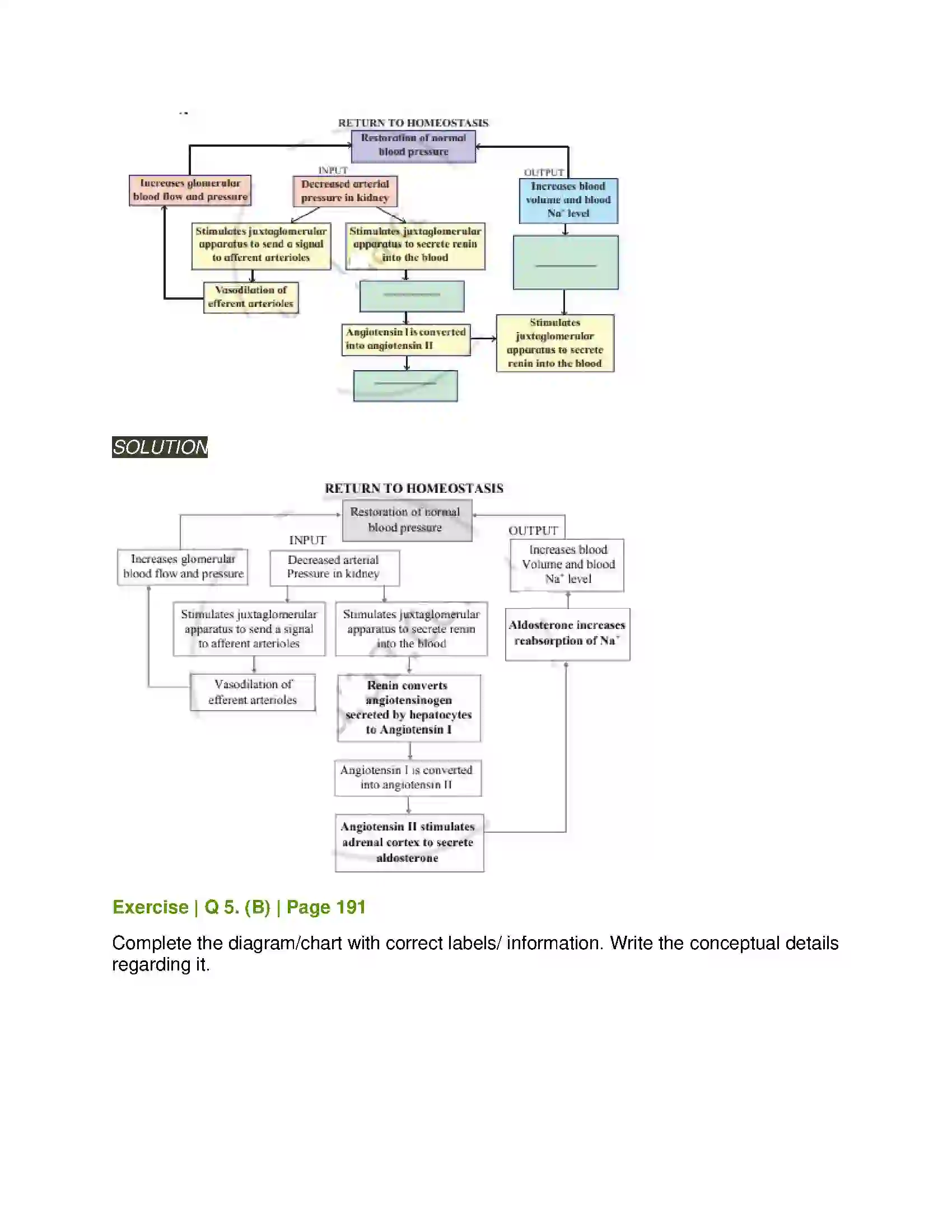 Maharashtra Board Class 11th Biology Excretion and Osmoregulation Solution 10