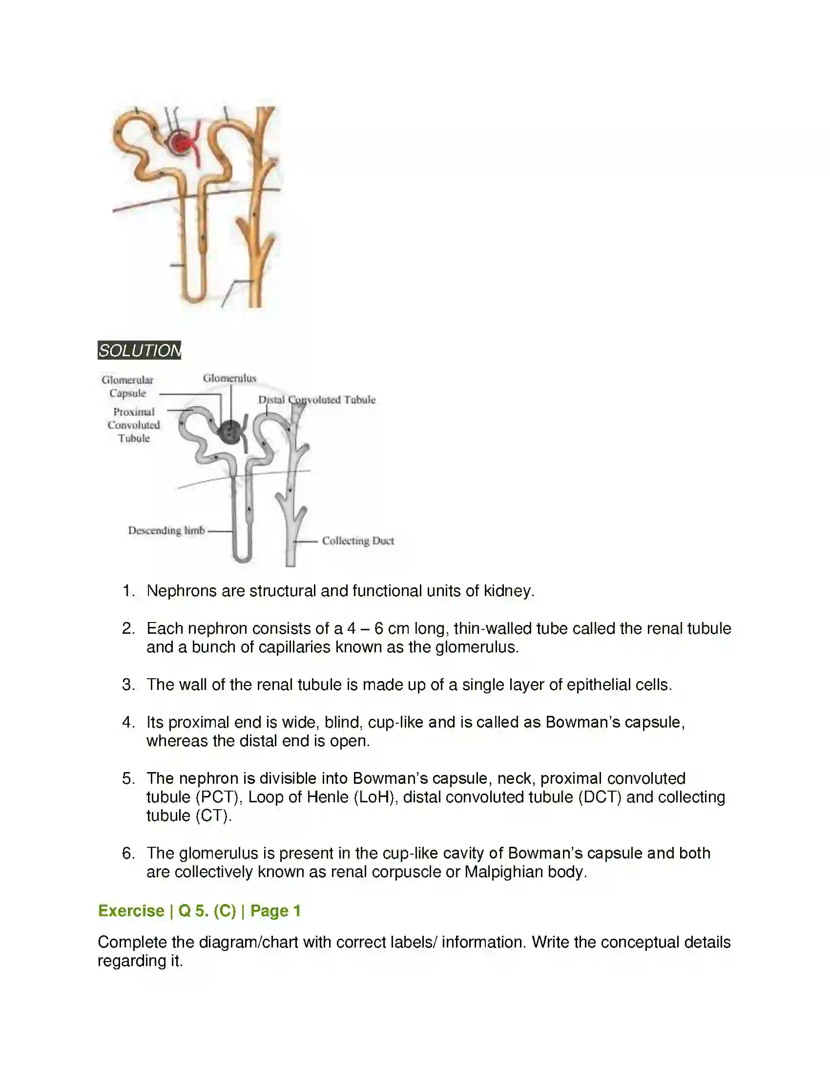 Maharashtra Board Class 11th Biology Excretion and Osmoregulation Solution 11