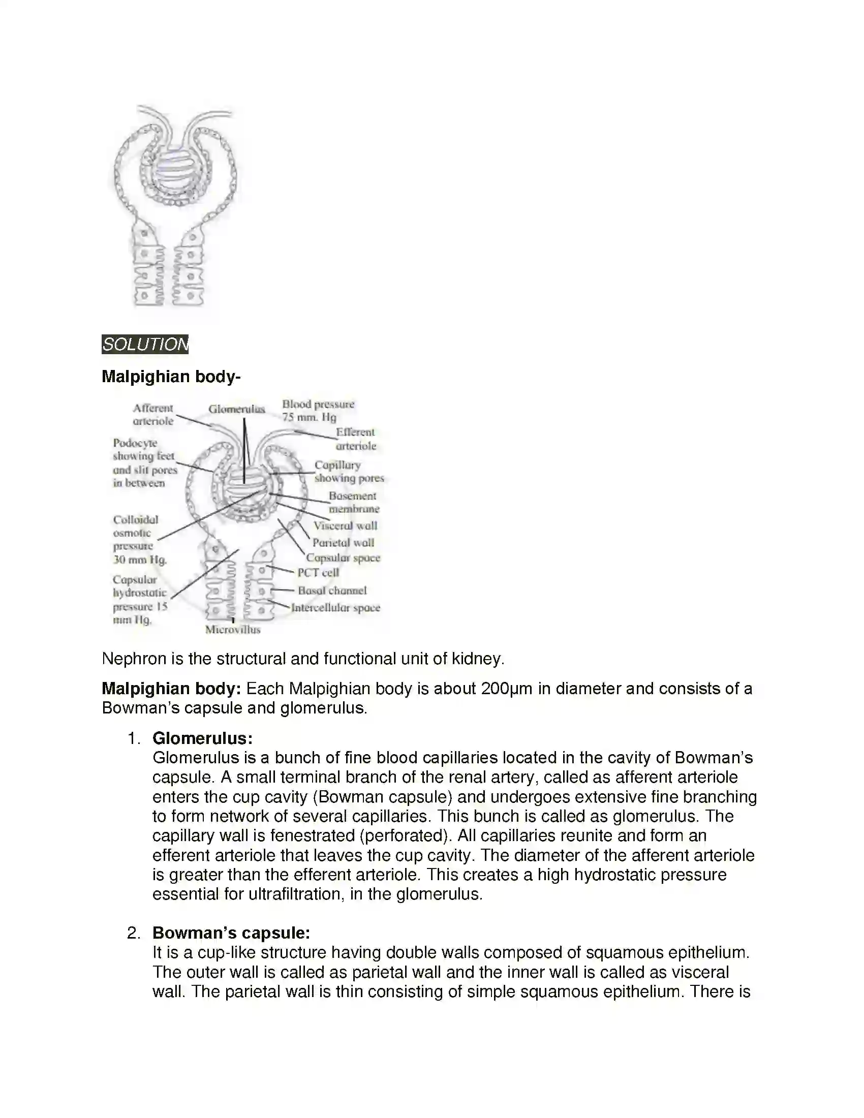 Maharashtra Board Class 11th Biology Excretion and Osmoregulation Solution 12
