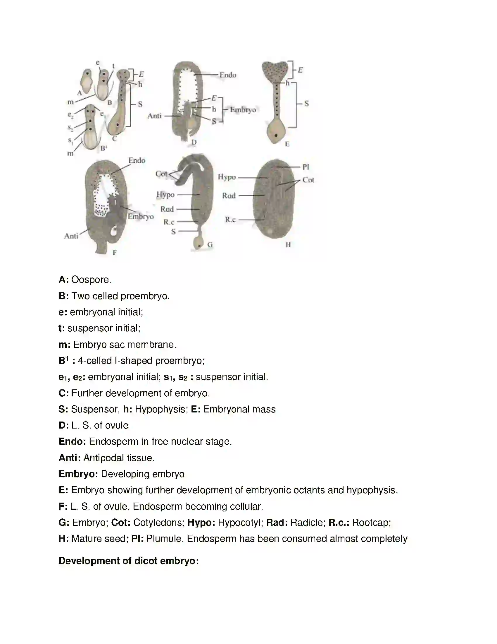 Maharashtra Board Class 12th Biology Reproduction in Lower and Higher Plants Solution 9