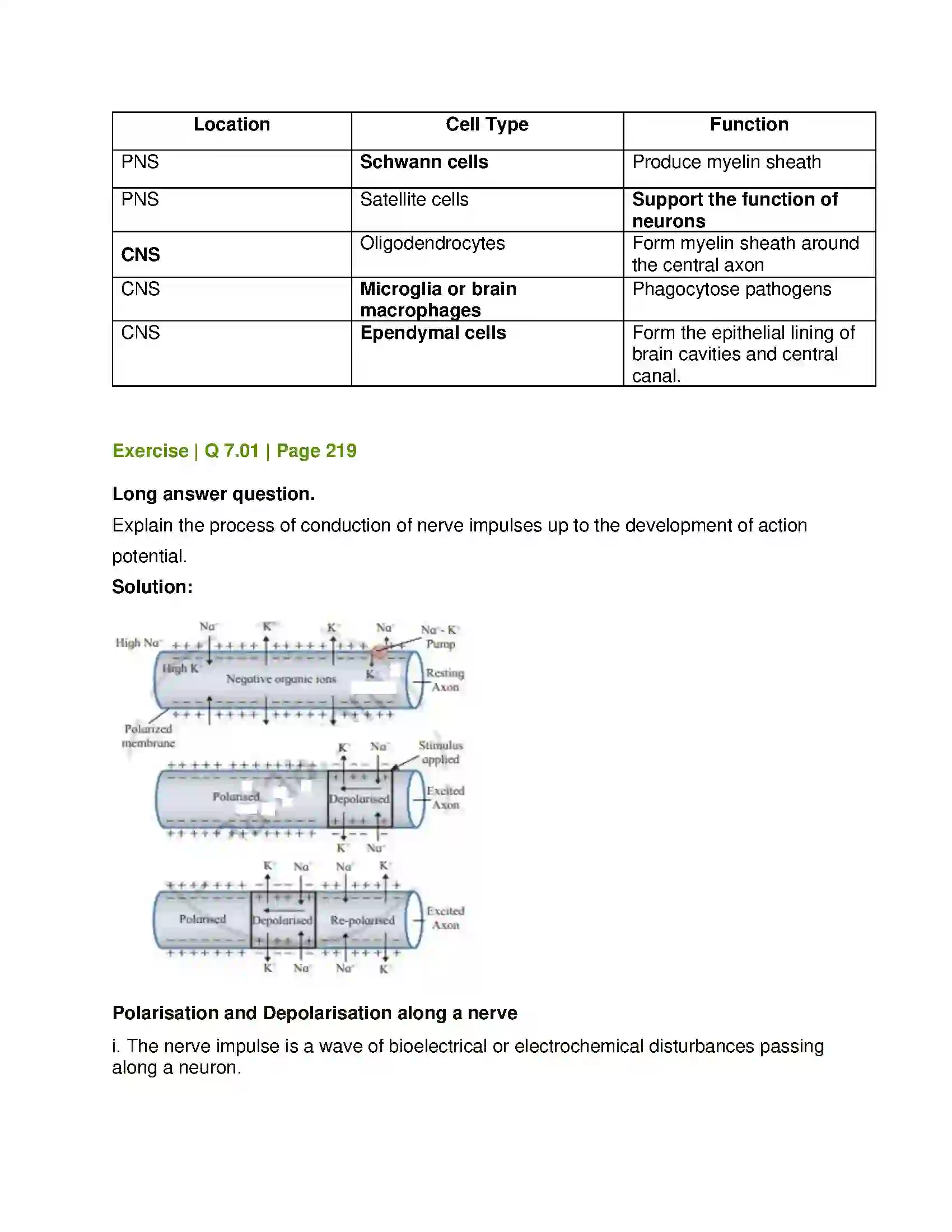 Maharashtra Board Class 12th Biology Control and Co-ordination Solution 15