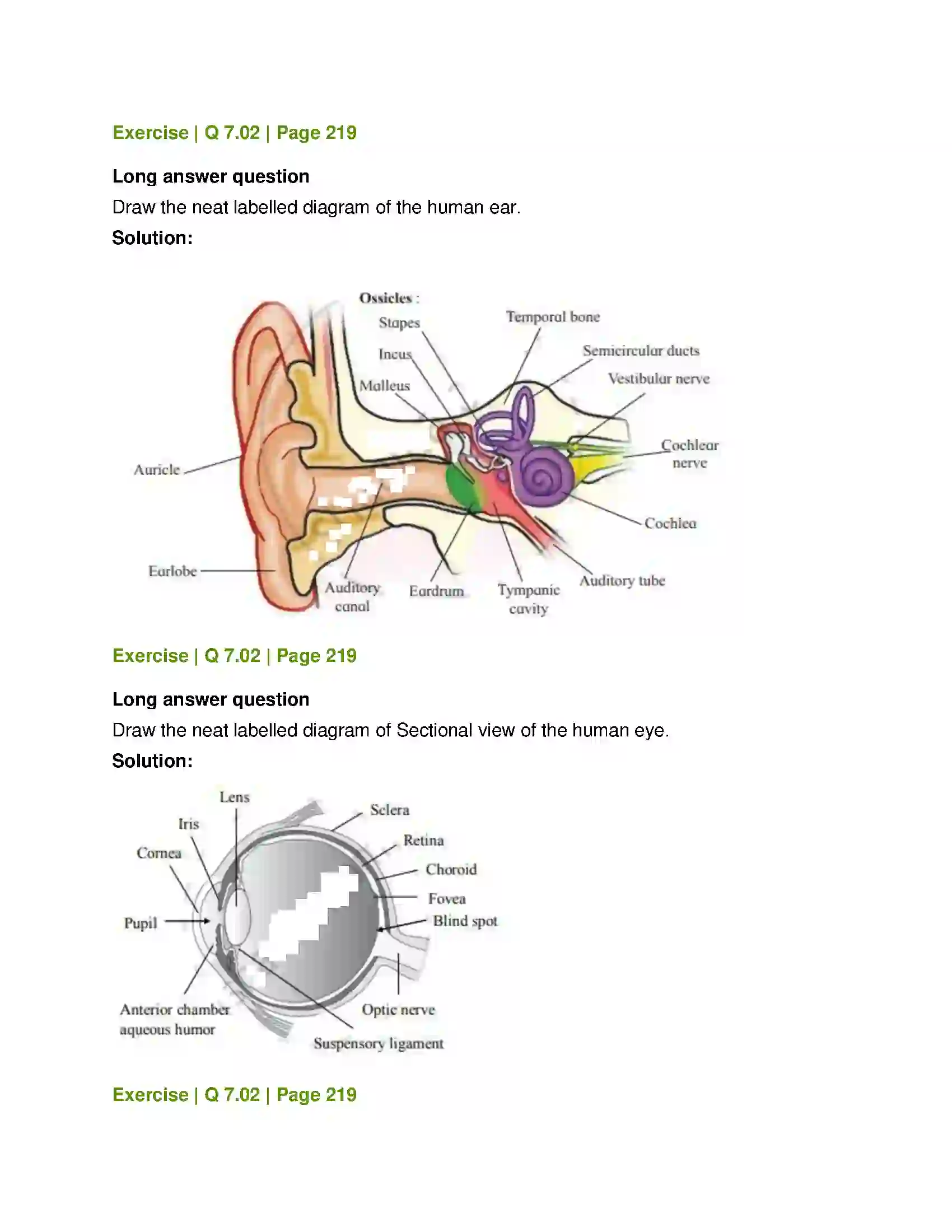 Maharashtra Board Class 12th Biology Control and Co-ordination Solution 17