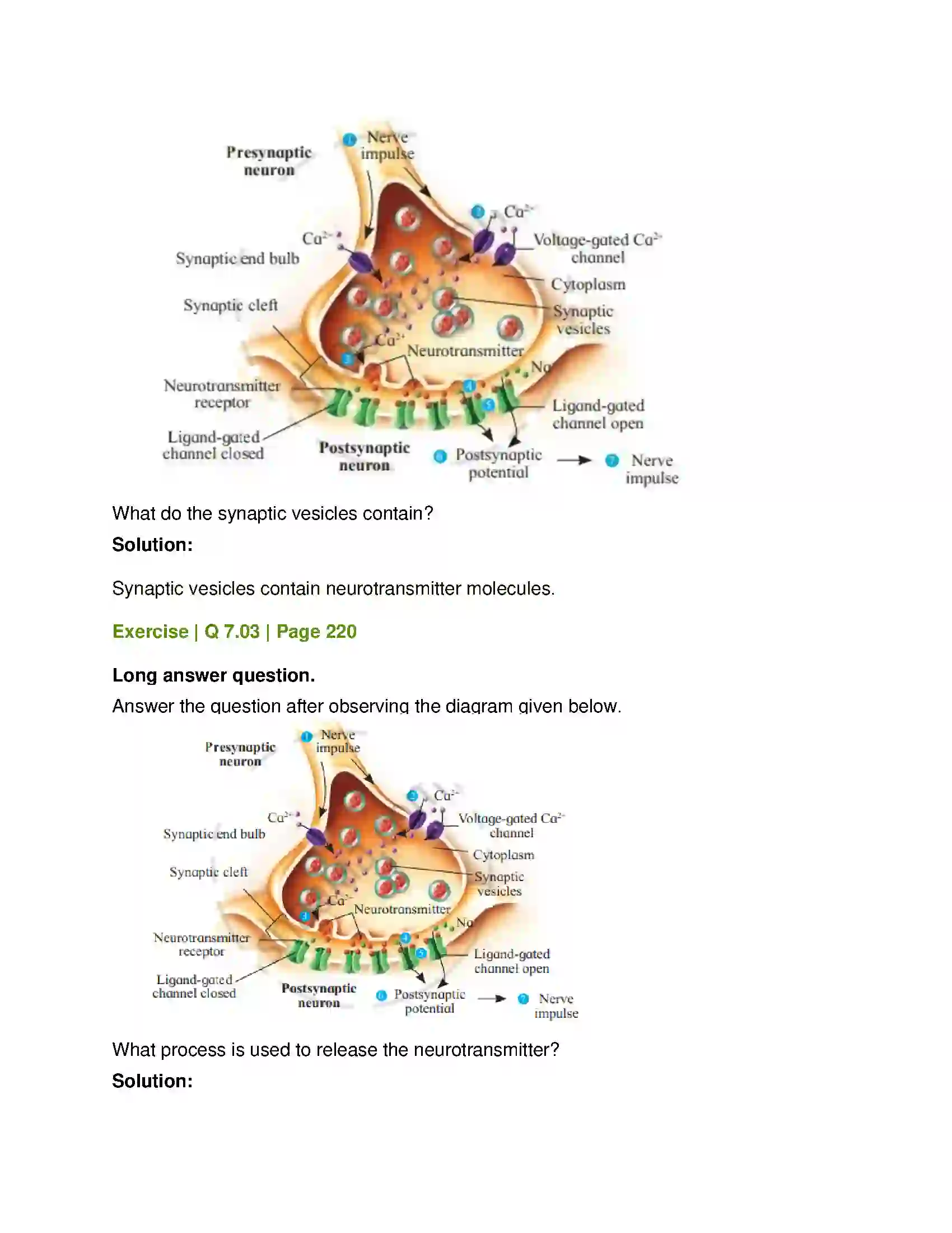 Maharashtra Board Class 12th Biology Control and Co-ordination Solution 19