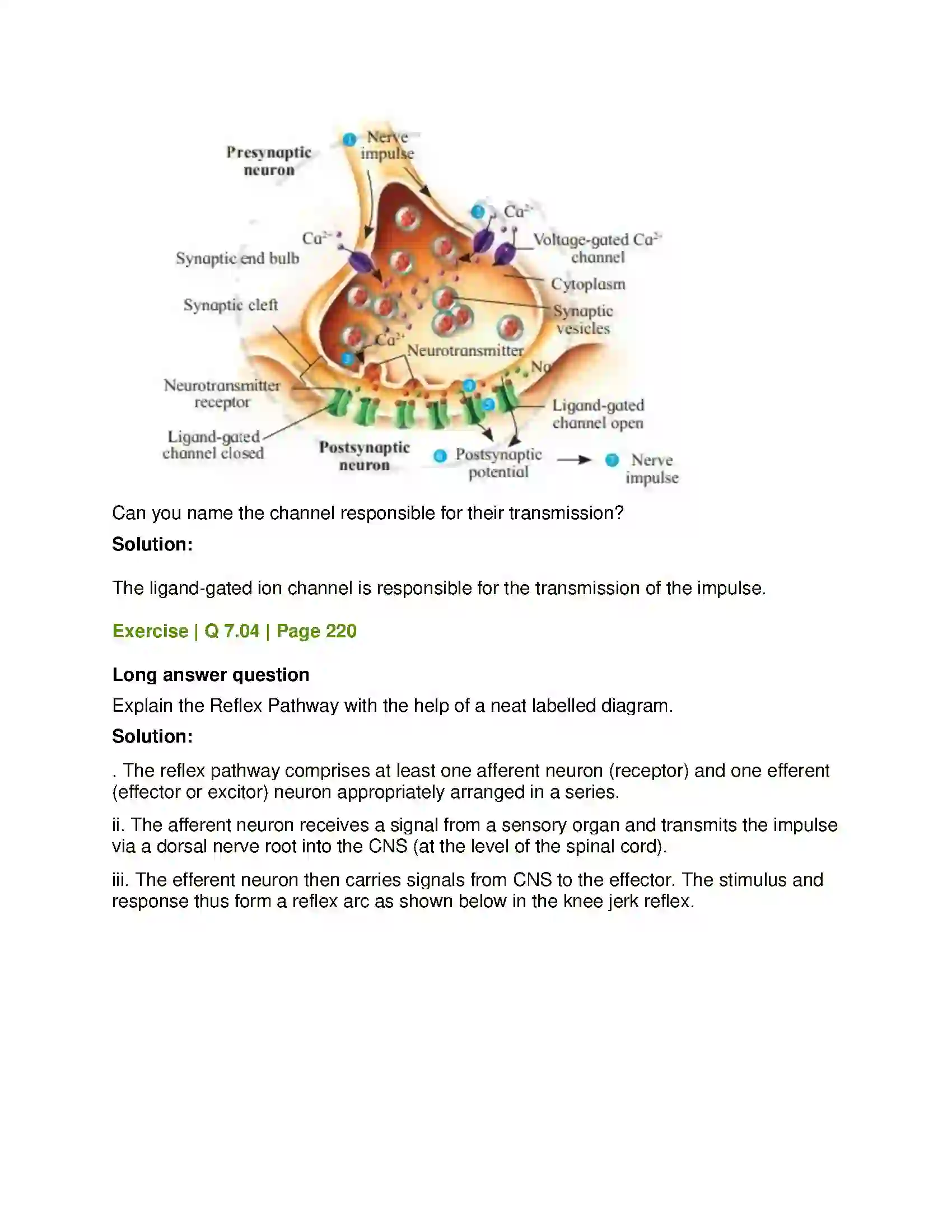 Maharashtra Board Class 12th Biology Control and Co-ordination Solution 22