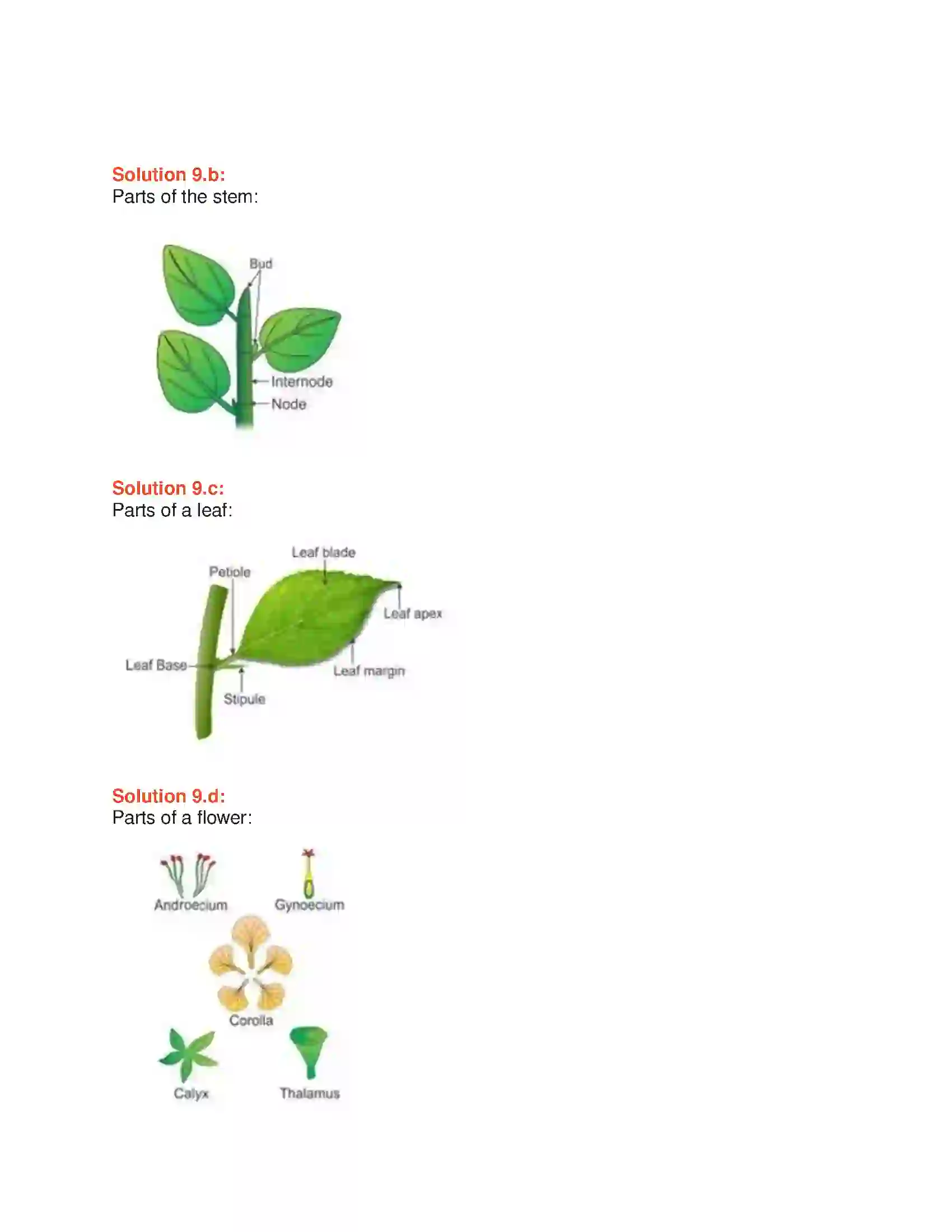 Maharashtra Board Class 6th General Science Parts of Plants and their Structure Solution 4
