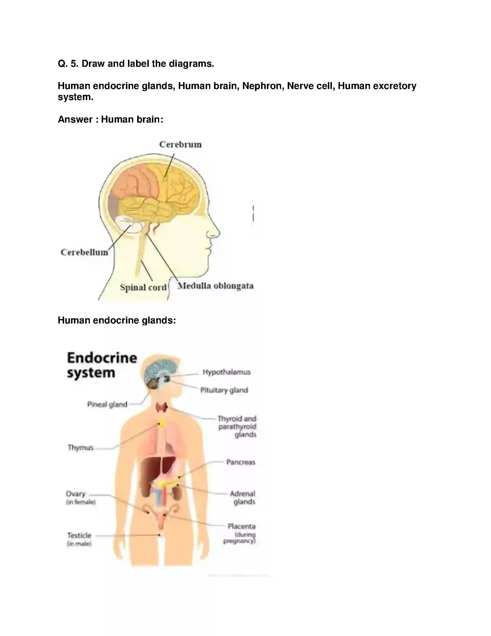 Maharashtra Board Class 9th Science & Technology - English Medium Life Processes in Living Organisms Solution 4