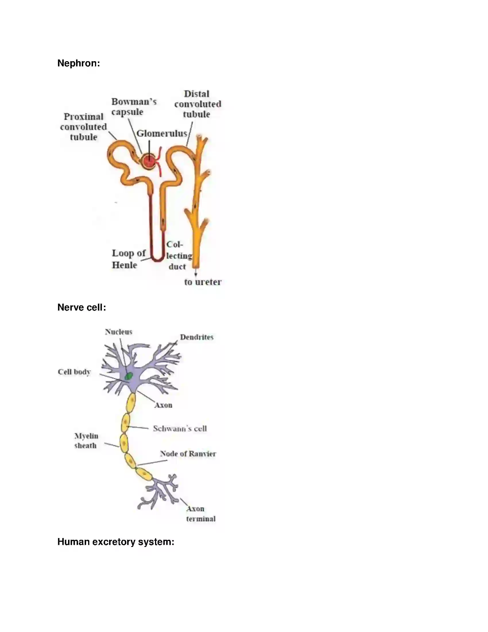 Maharashtra Board Class 9th Science & Technology - English Medium Life Processes in Living Organisms Solution 5